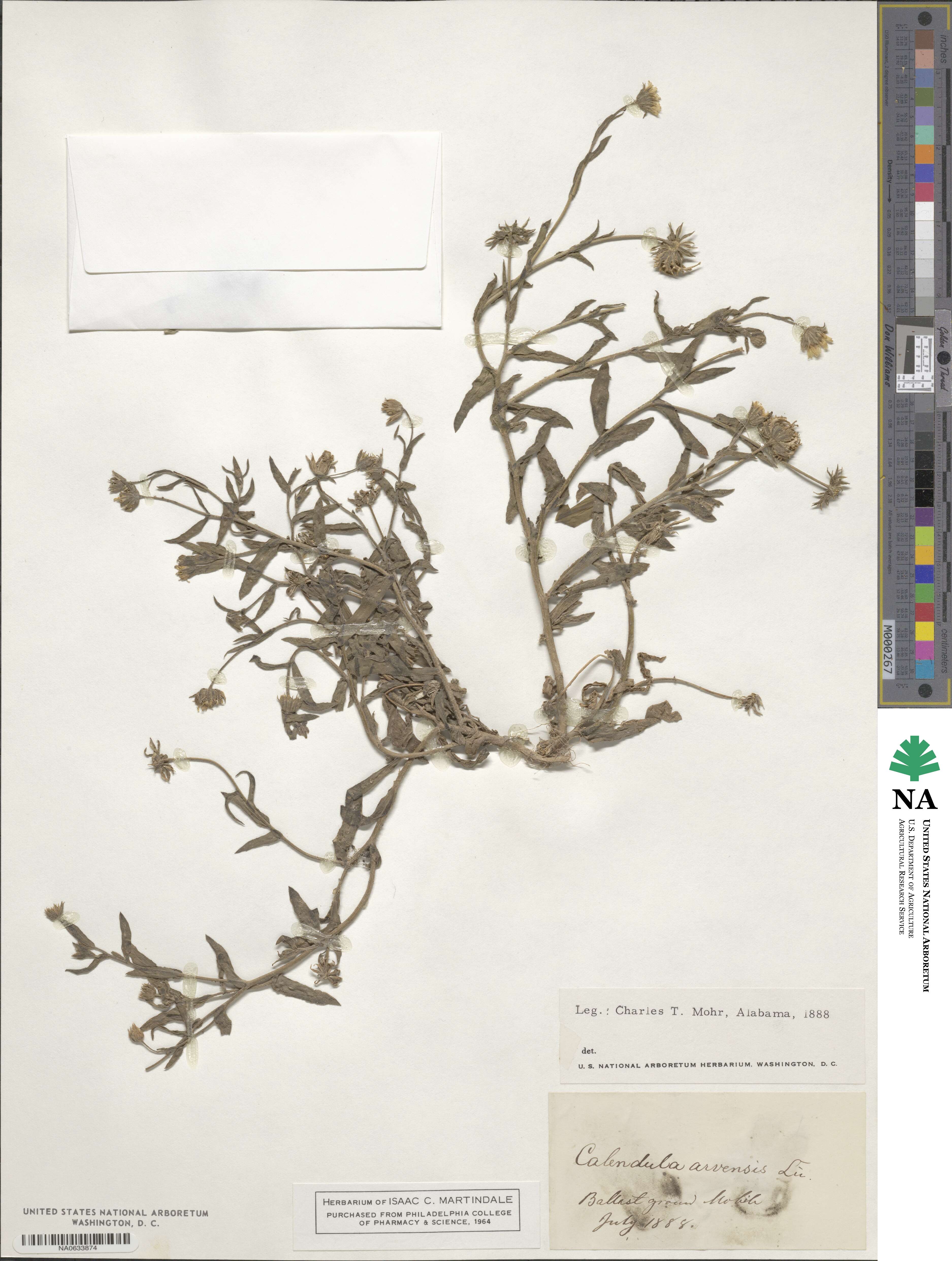 Calendula arvensis image