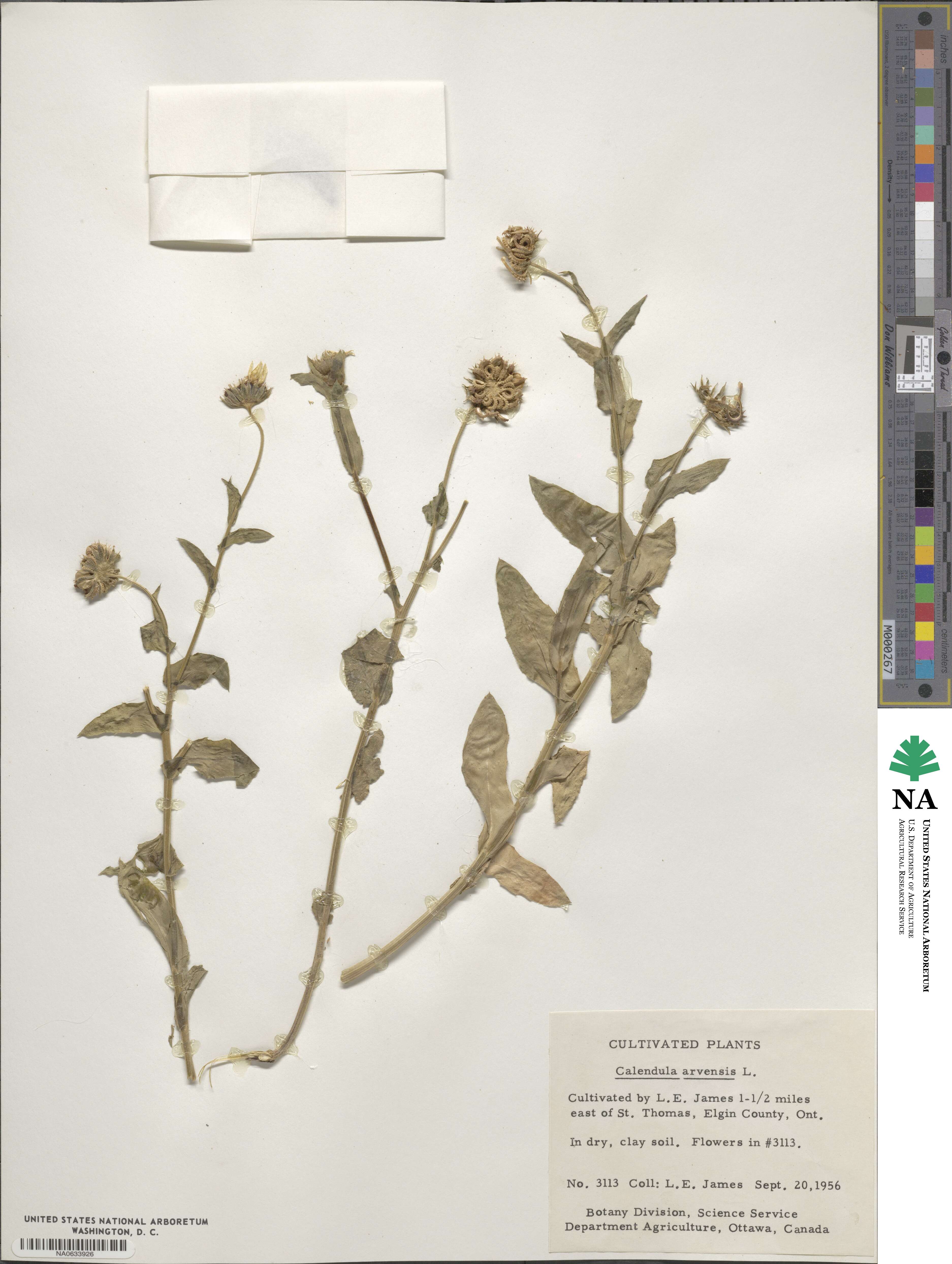 Calendula arvensis image