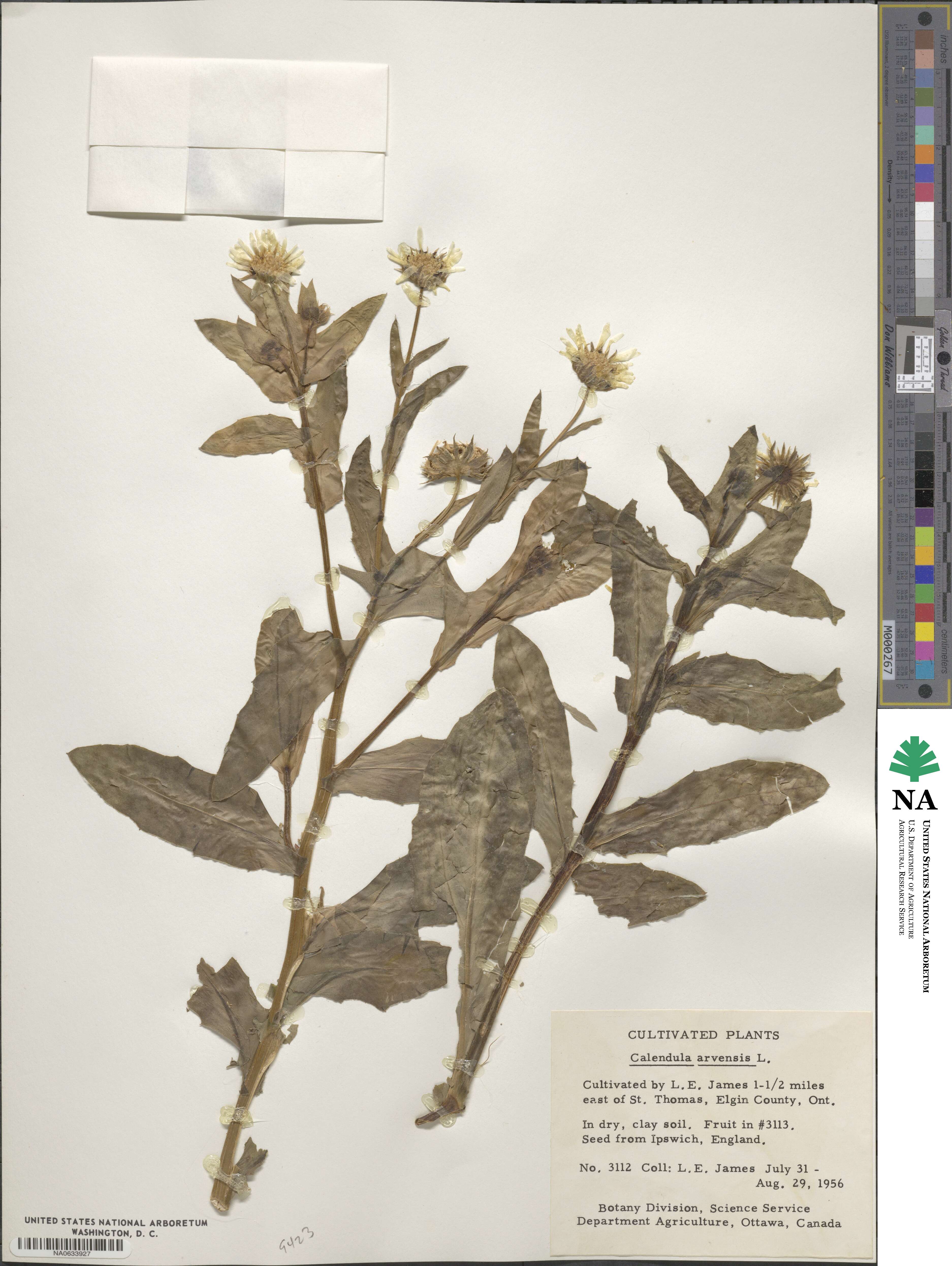 Calendula arvensis image