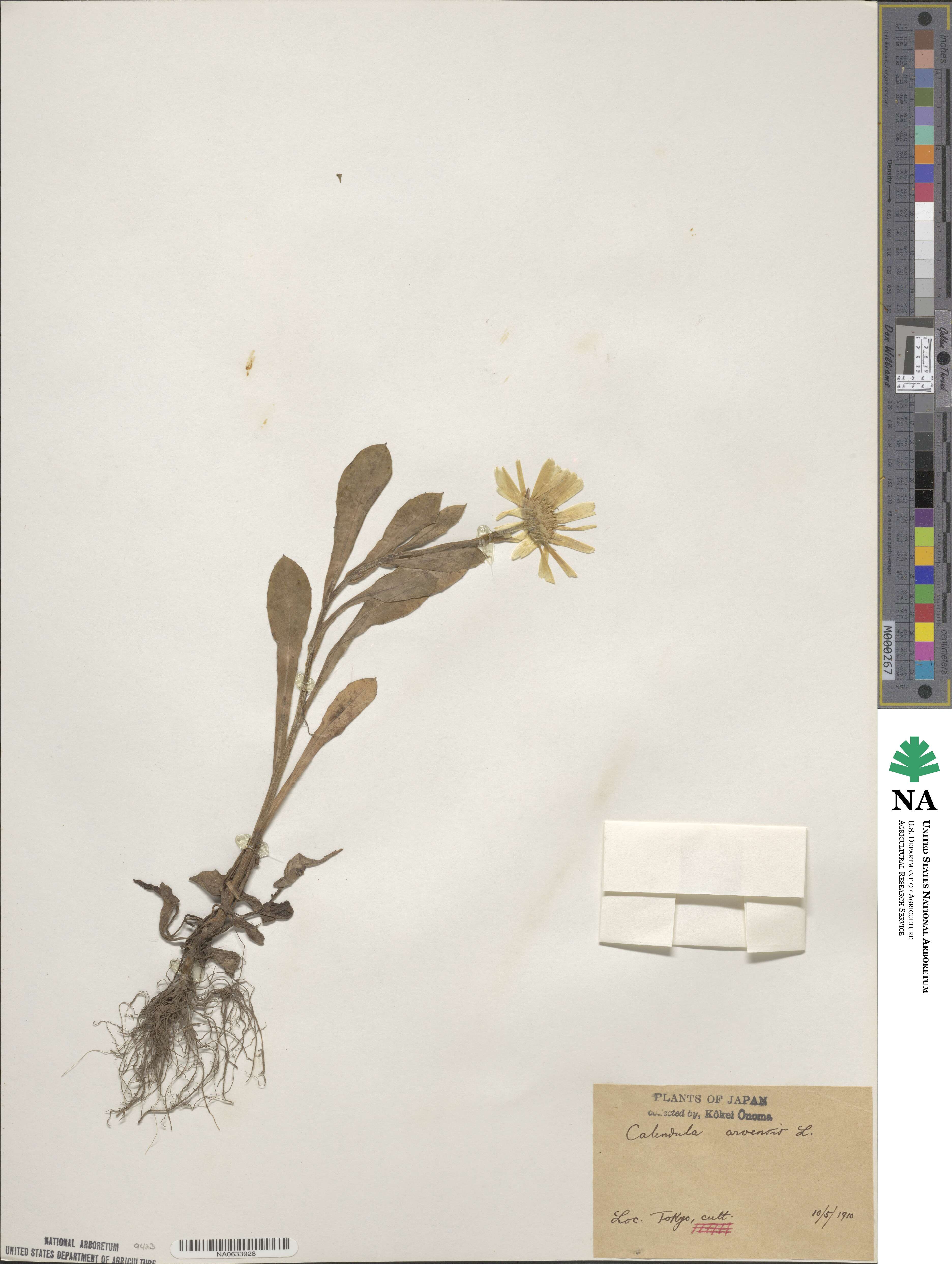 Calendula arvensis image