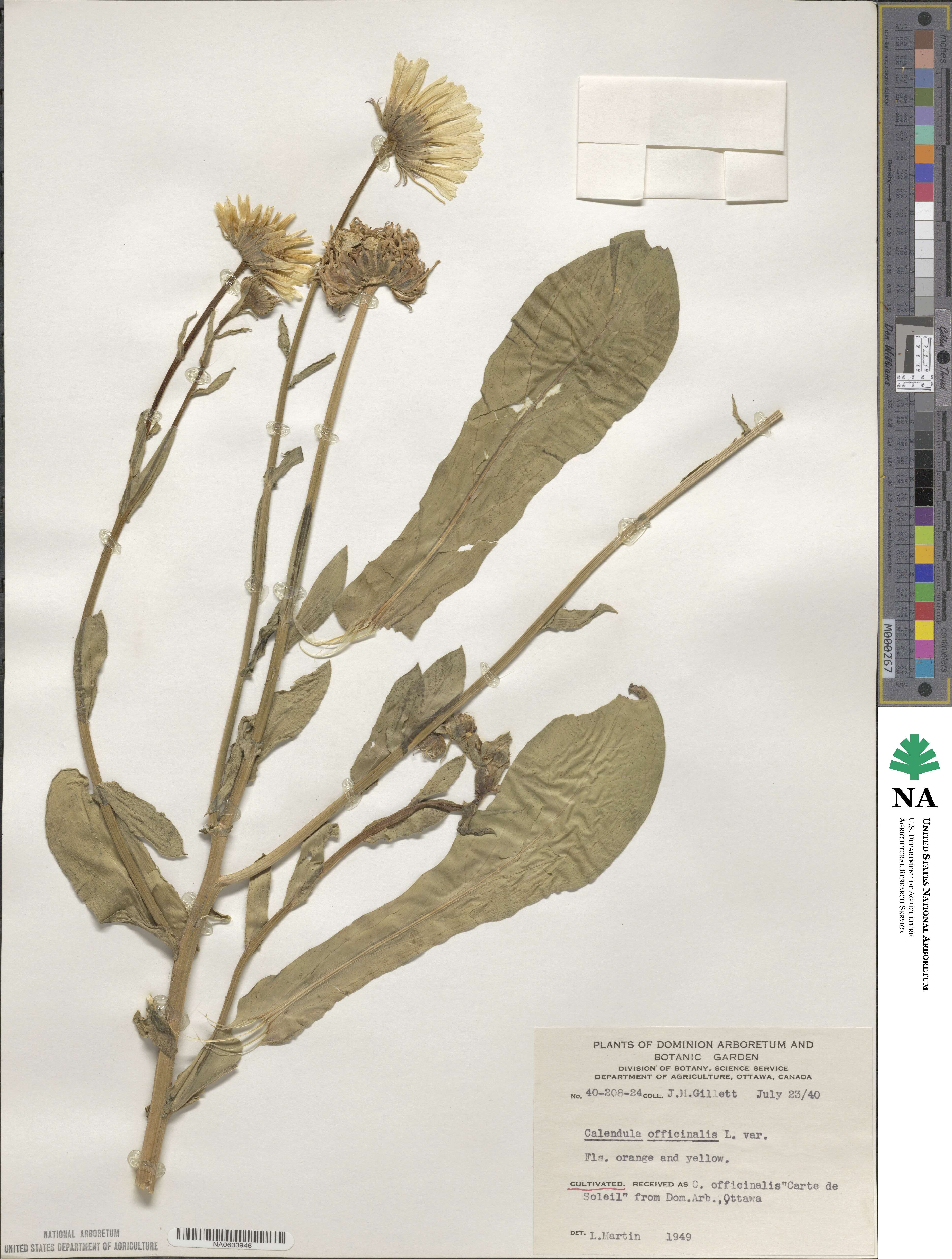 Calendula officinalis image