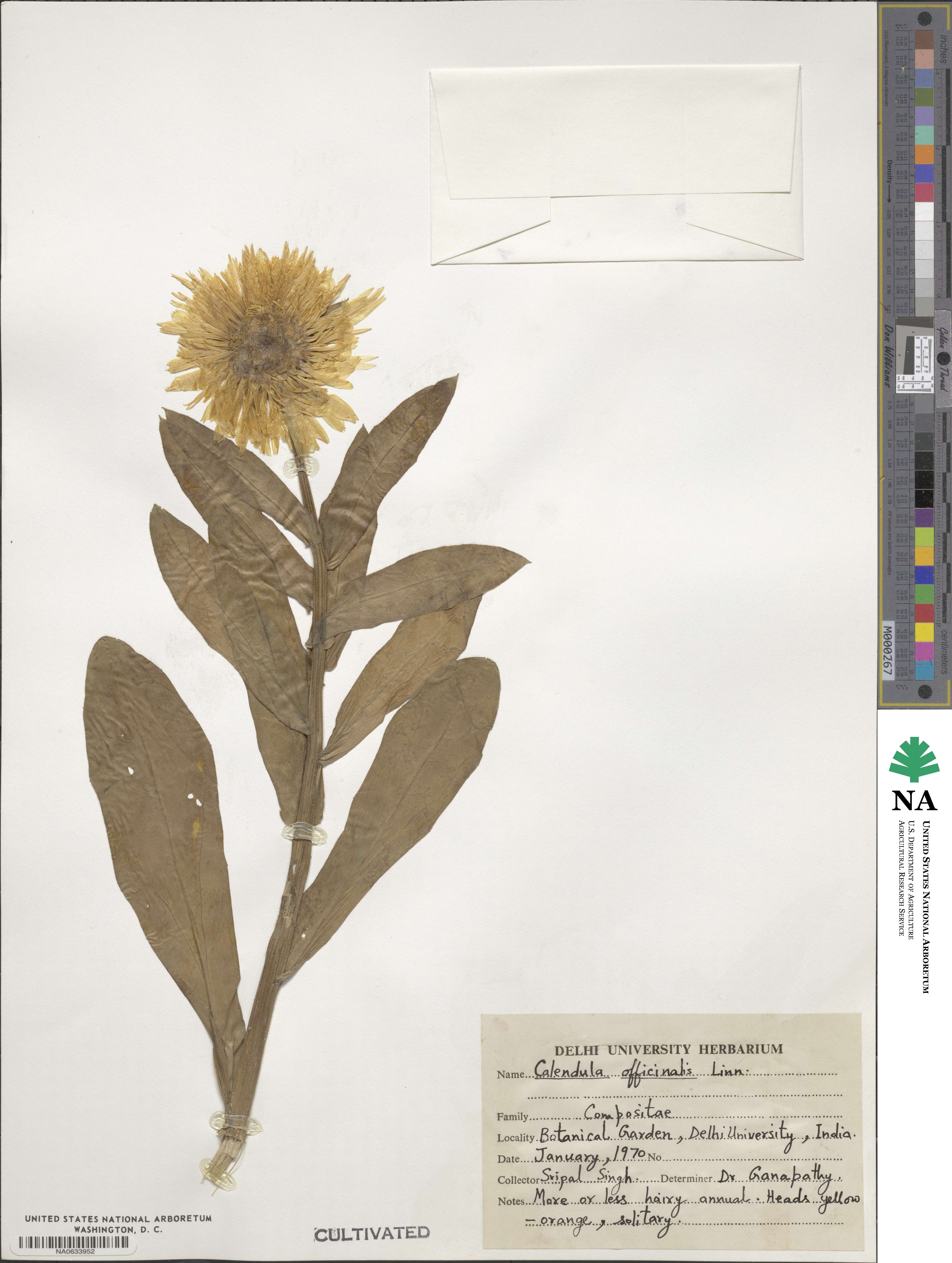 Calendula image