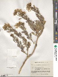 Image of Dimorphotheca chrysanthemifolia