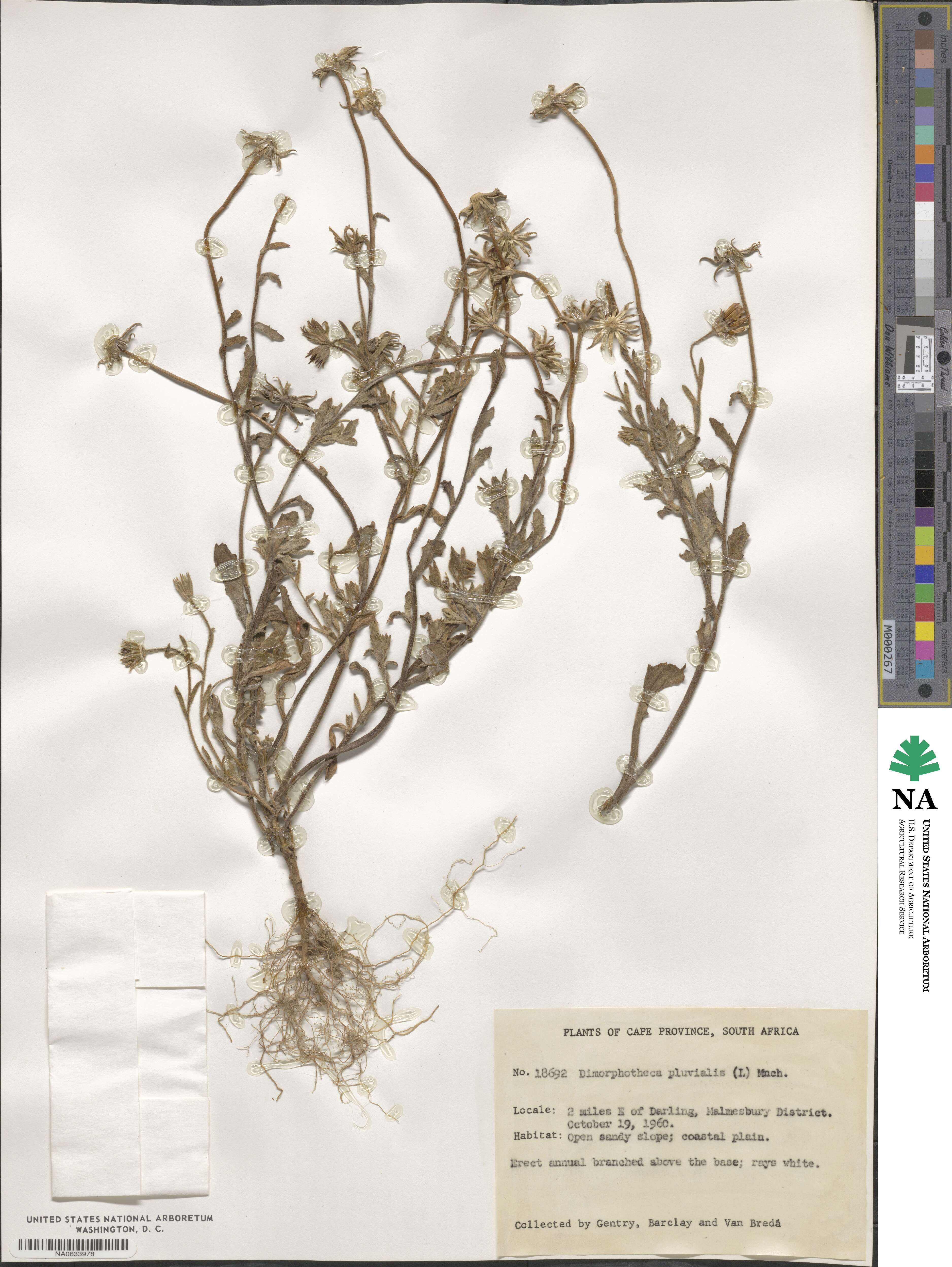 Dimorphotheca pluvialis image