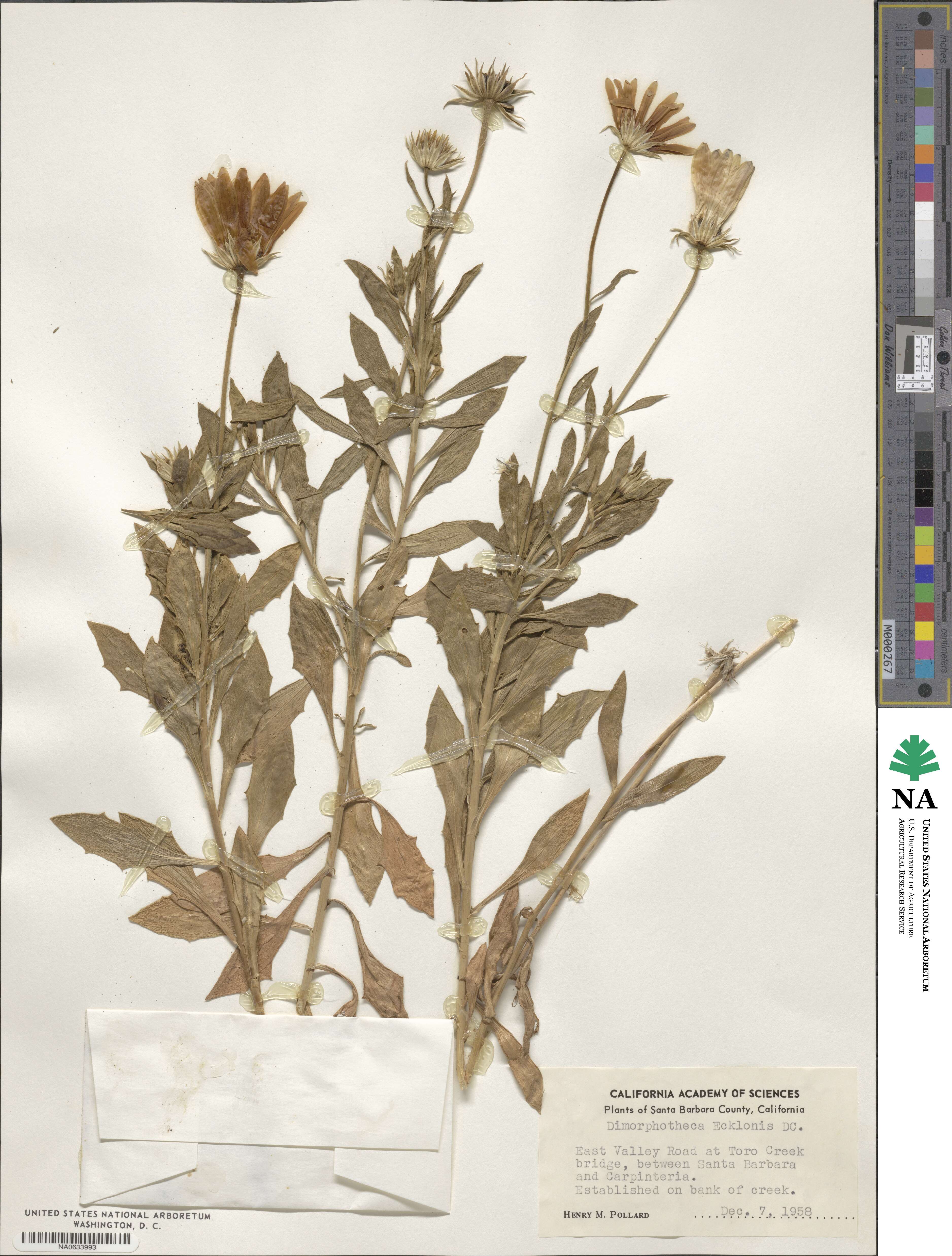 Osteospermum ecklonis image