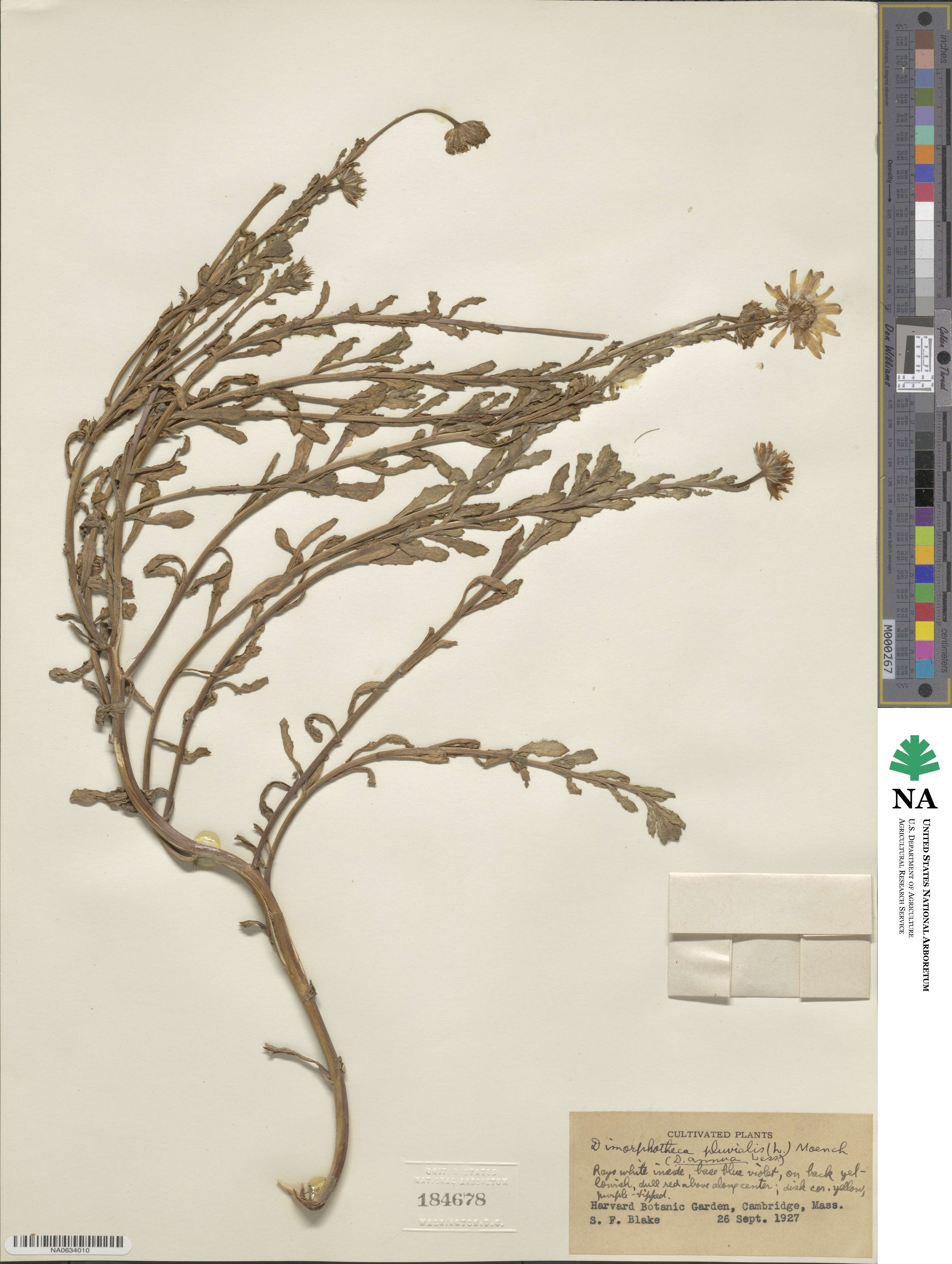 Dimorphotheca pluvialis image