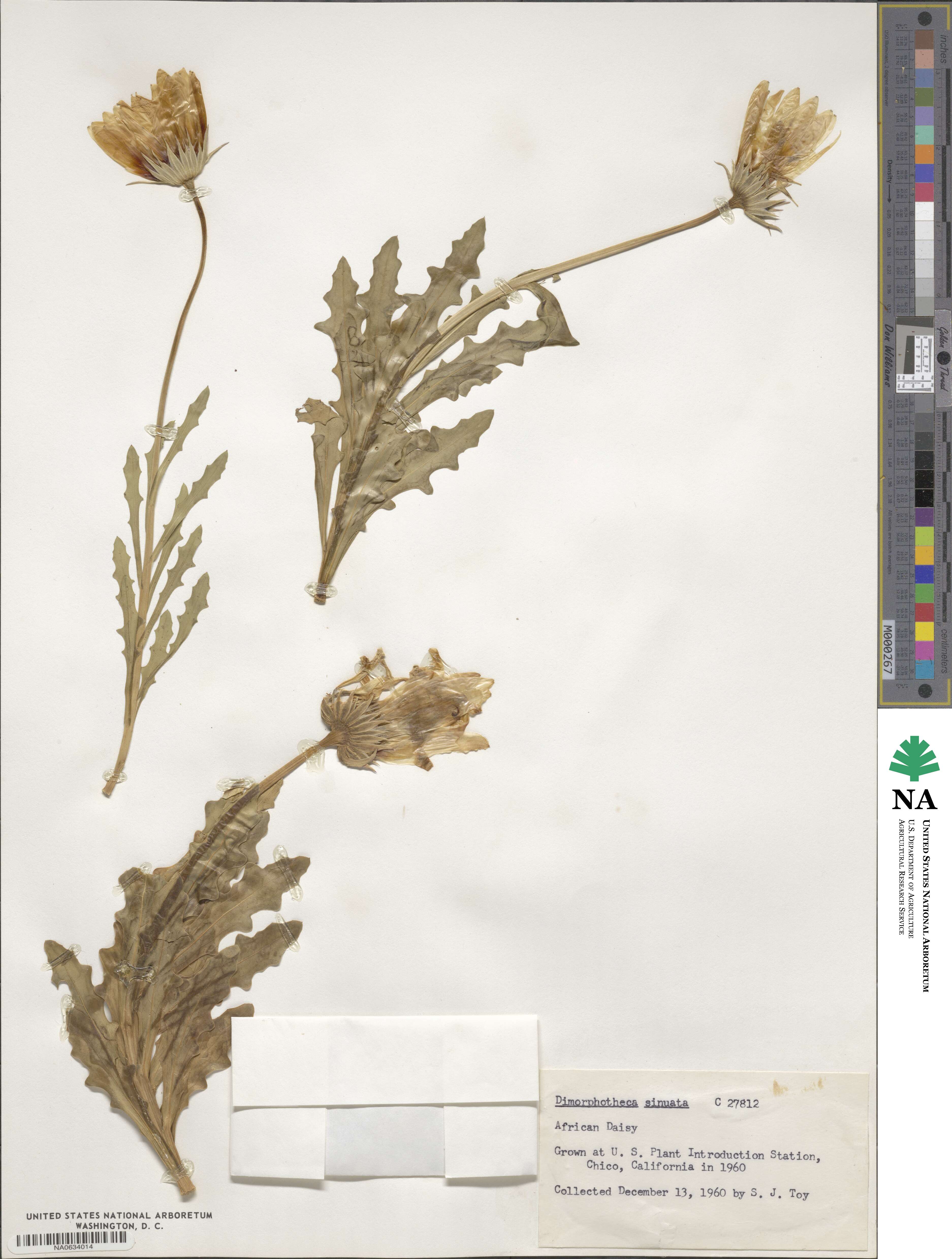 Dimorphotheca sinuata image