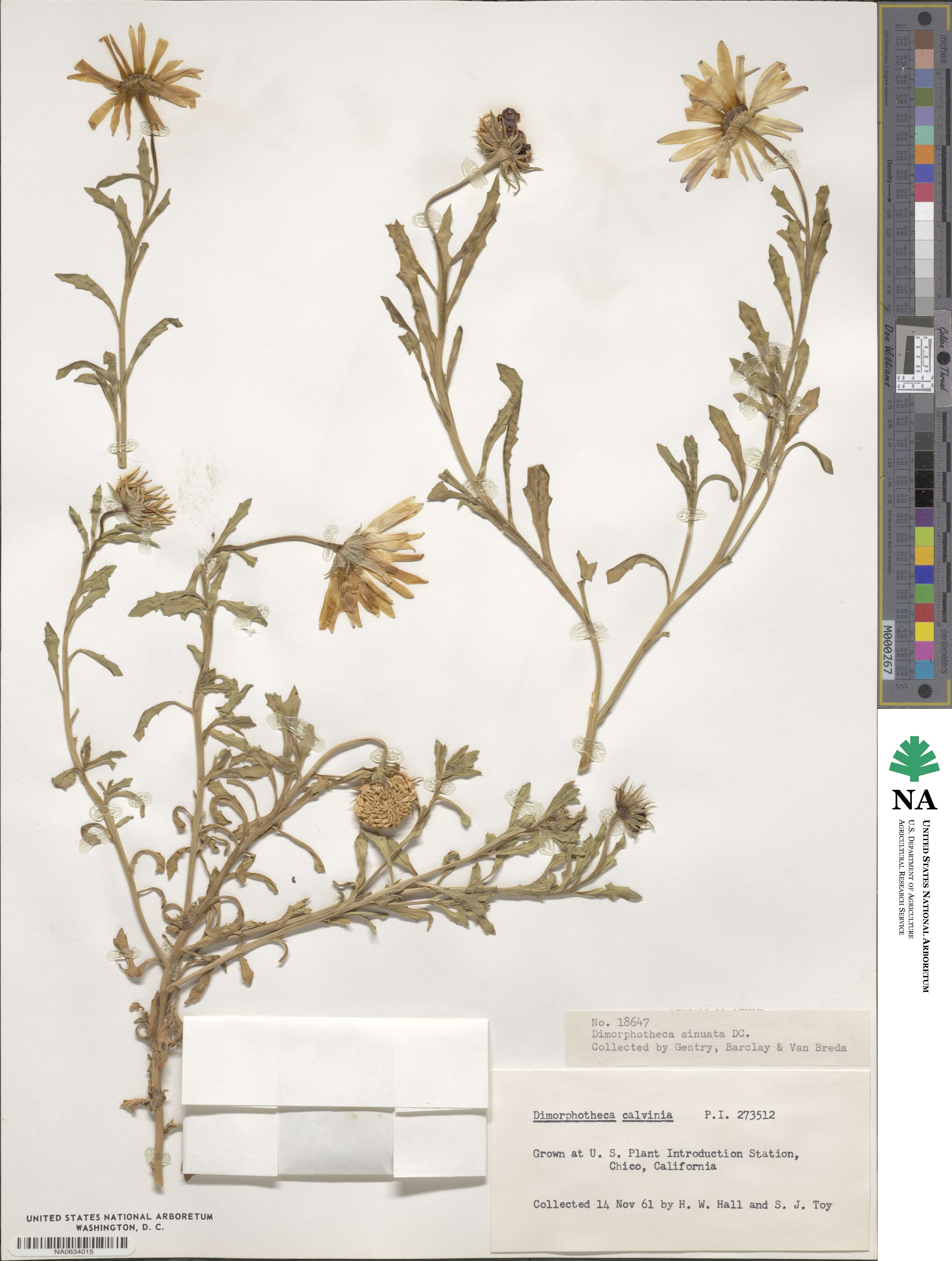 Dimorphotheca sinuata image