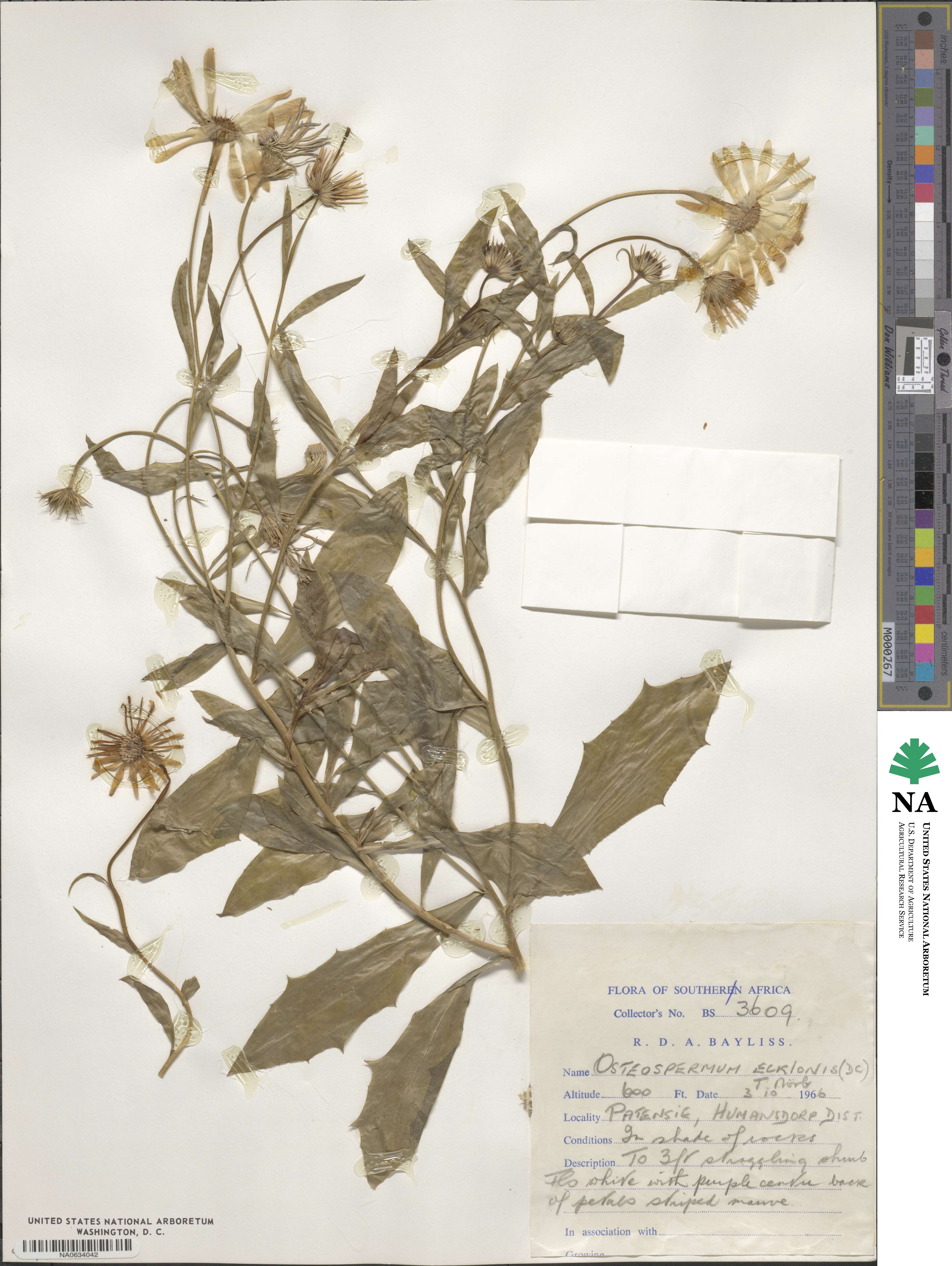 Osteospermum ecklonis image