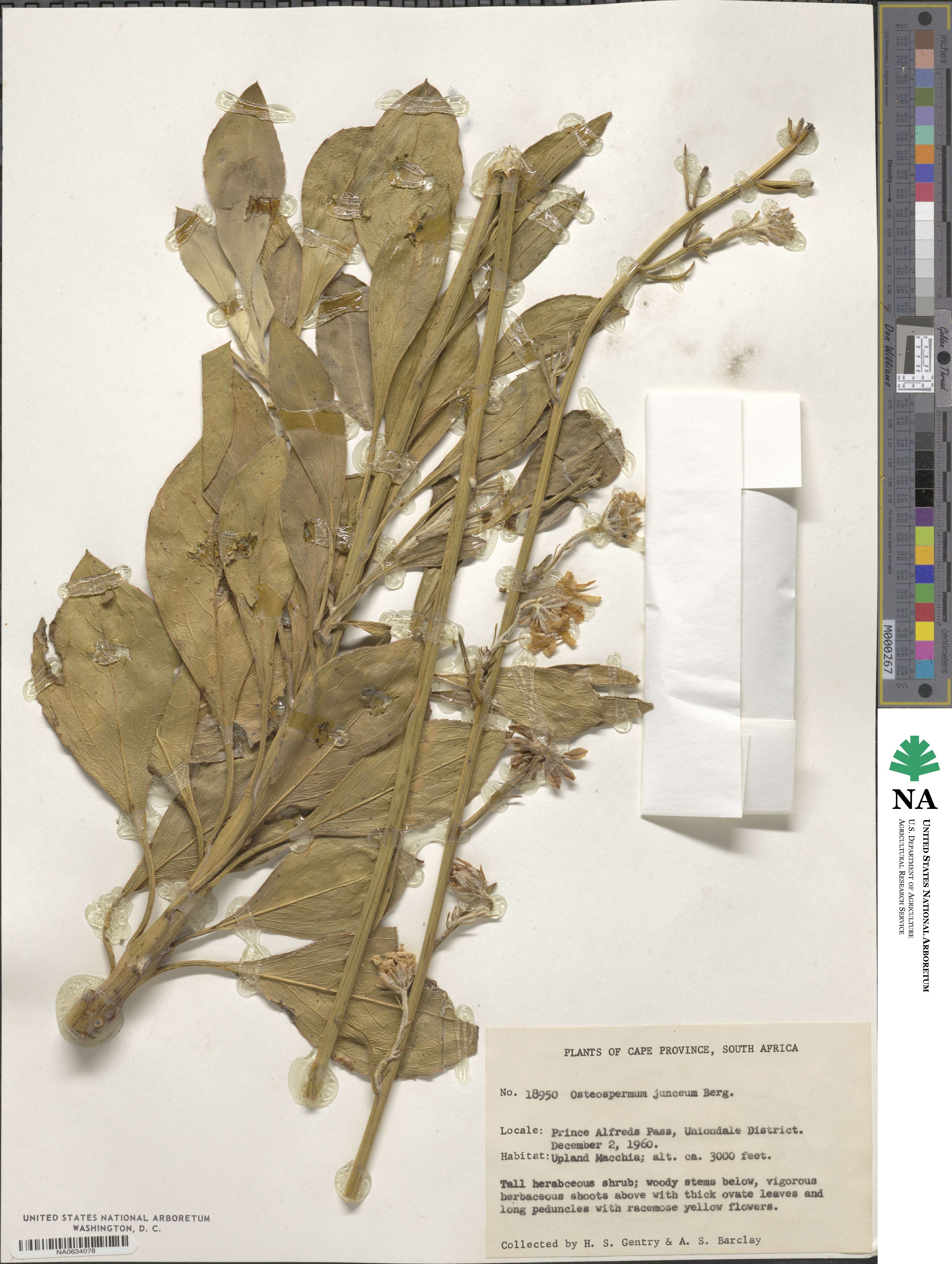Osteospermum junceum image