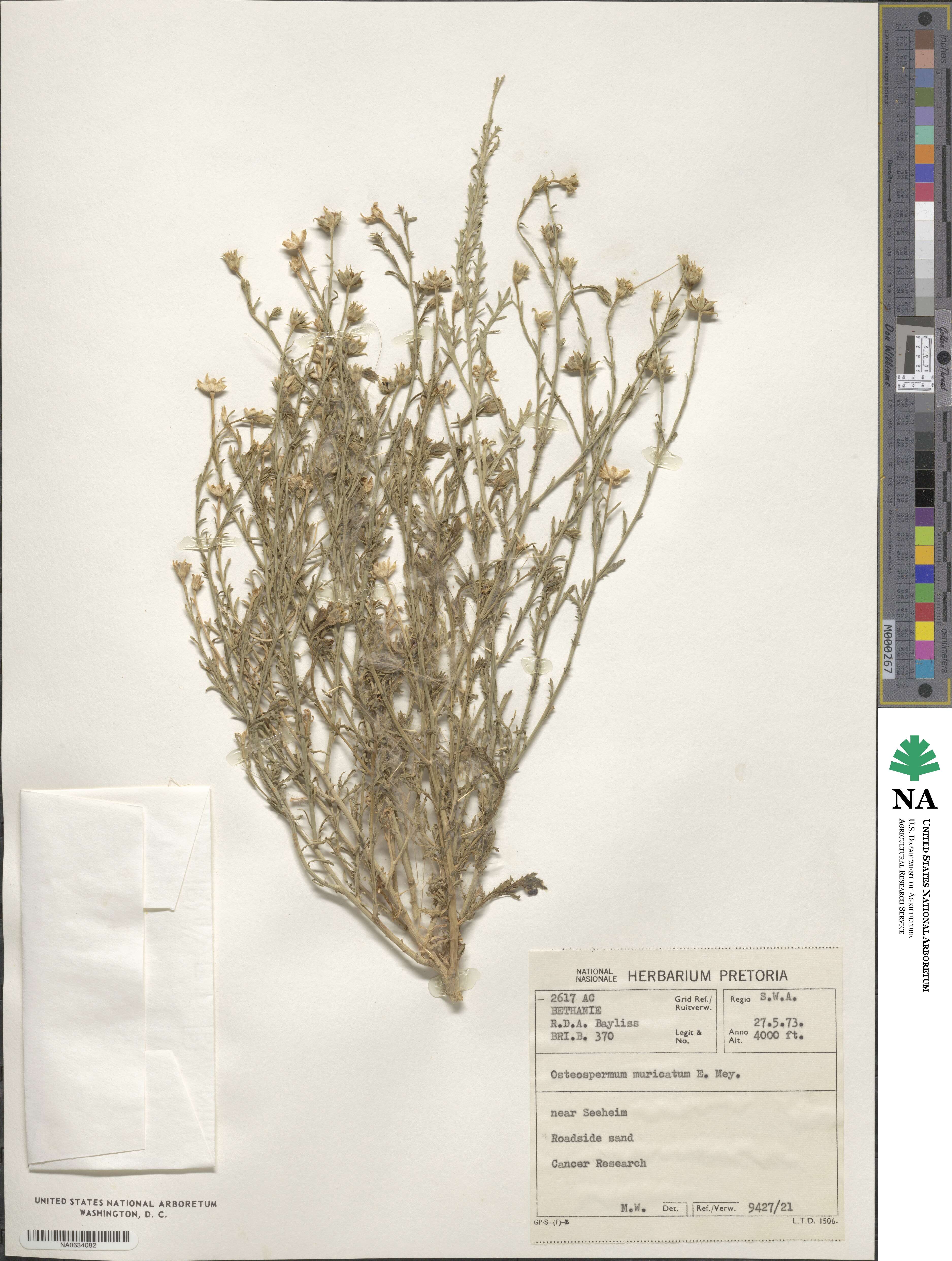 Osteospermum muricatum image