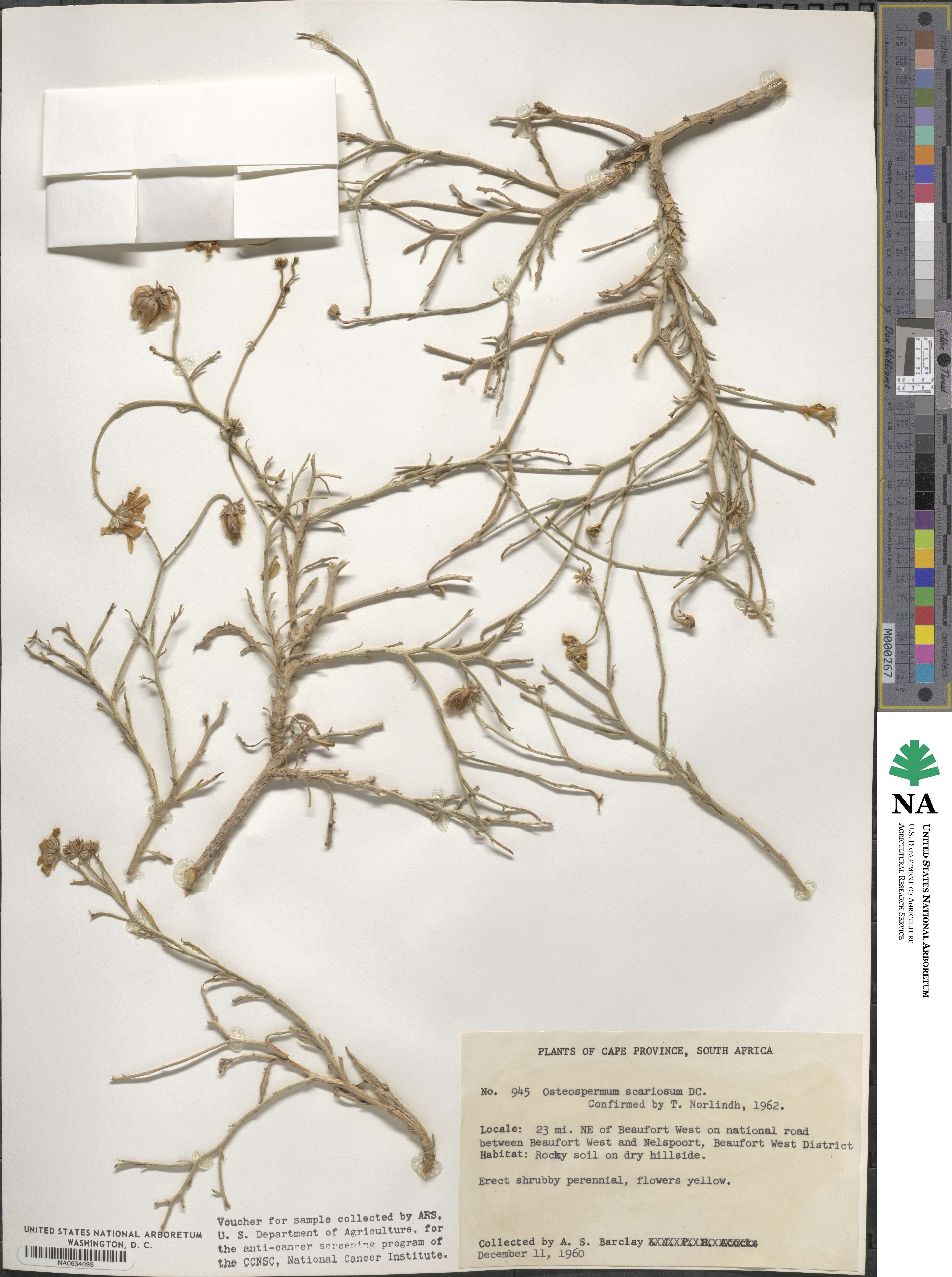 Osteospermum scariosum image