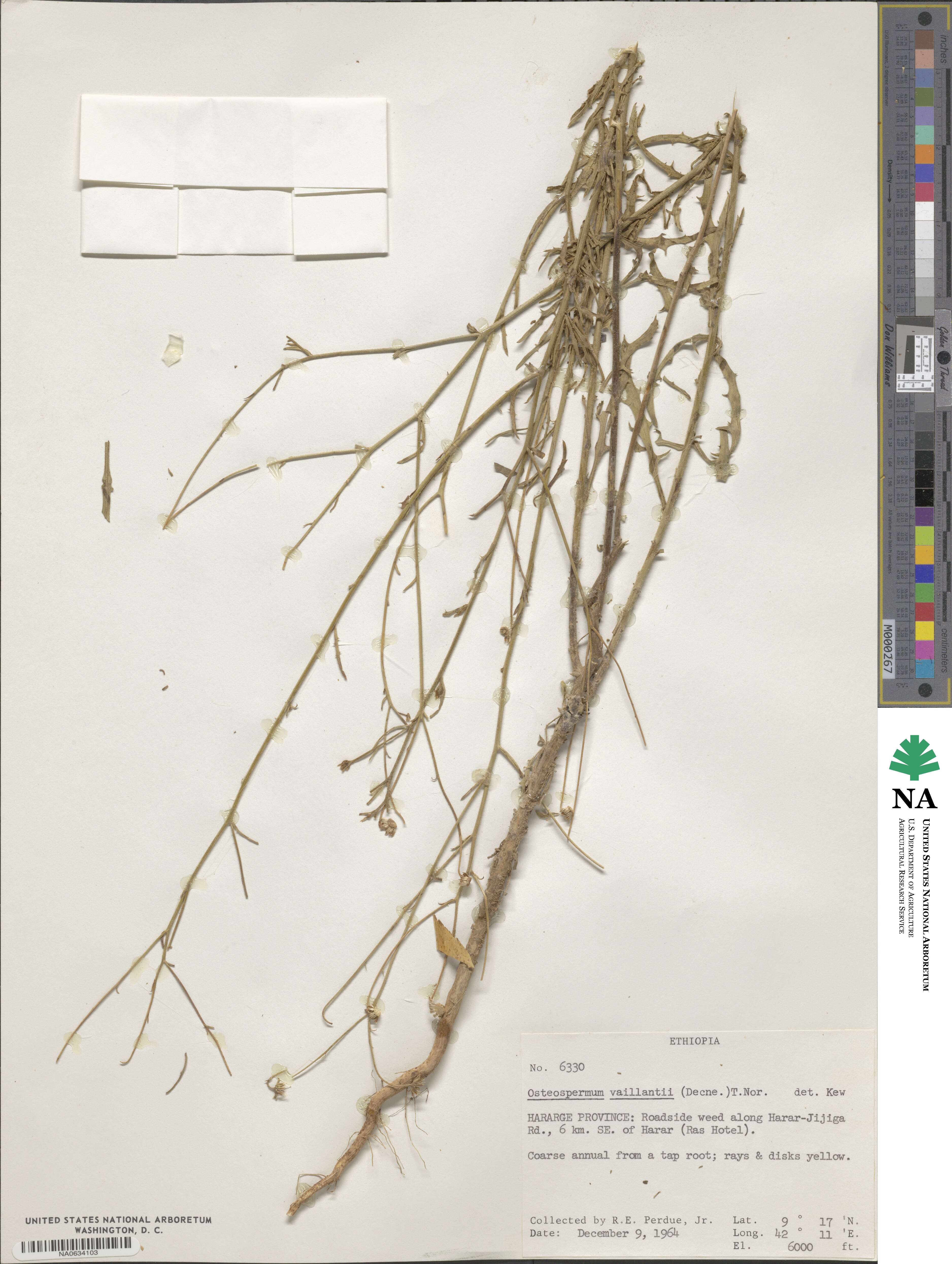 Osteospermum vaillantii image