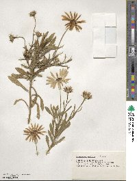 Osteospermum ecklonis image