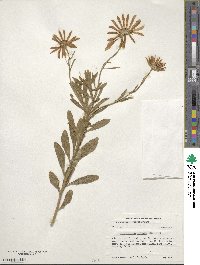 Osteospermum ecklonis image