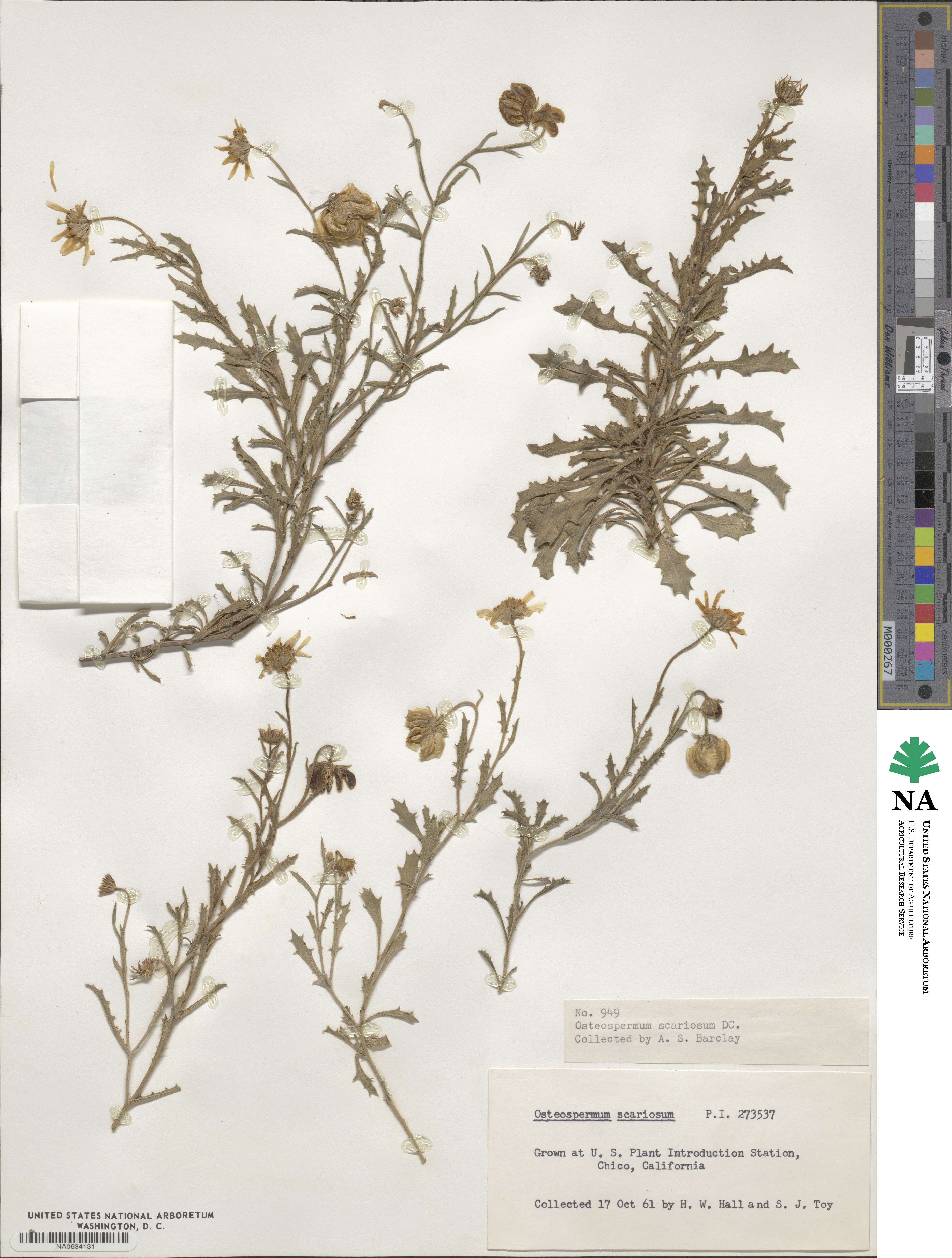 Osteospermum scariosum image