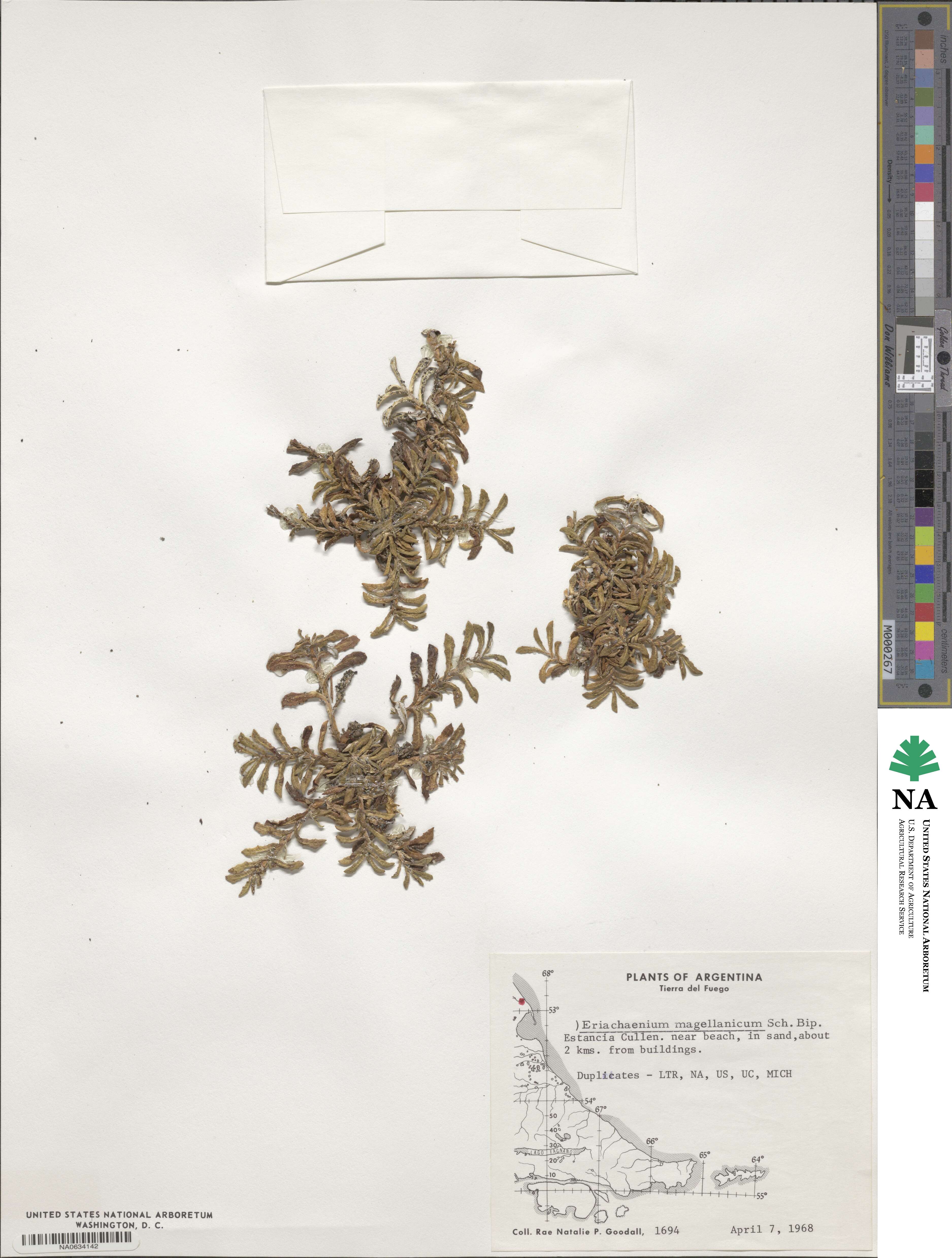 Eriachaenium magellanicum image