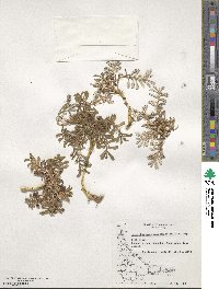 Eriachaenium magellanicum image