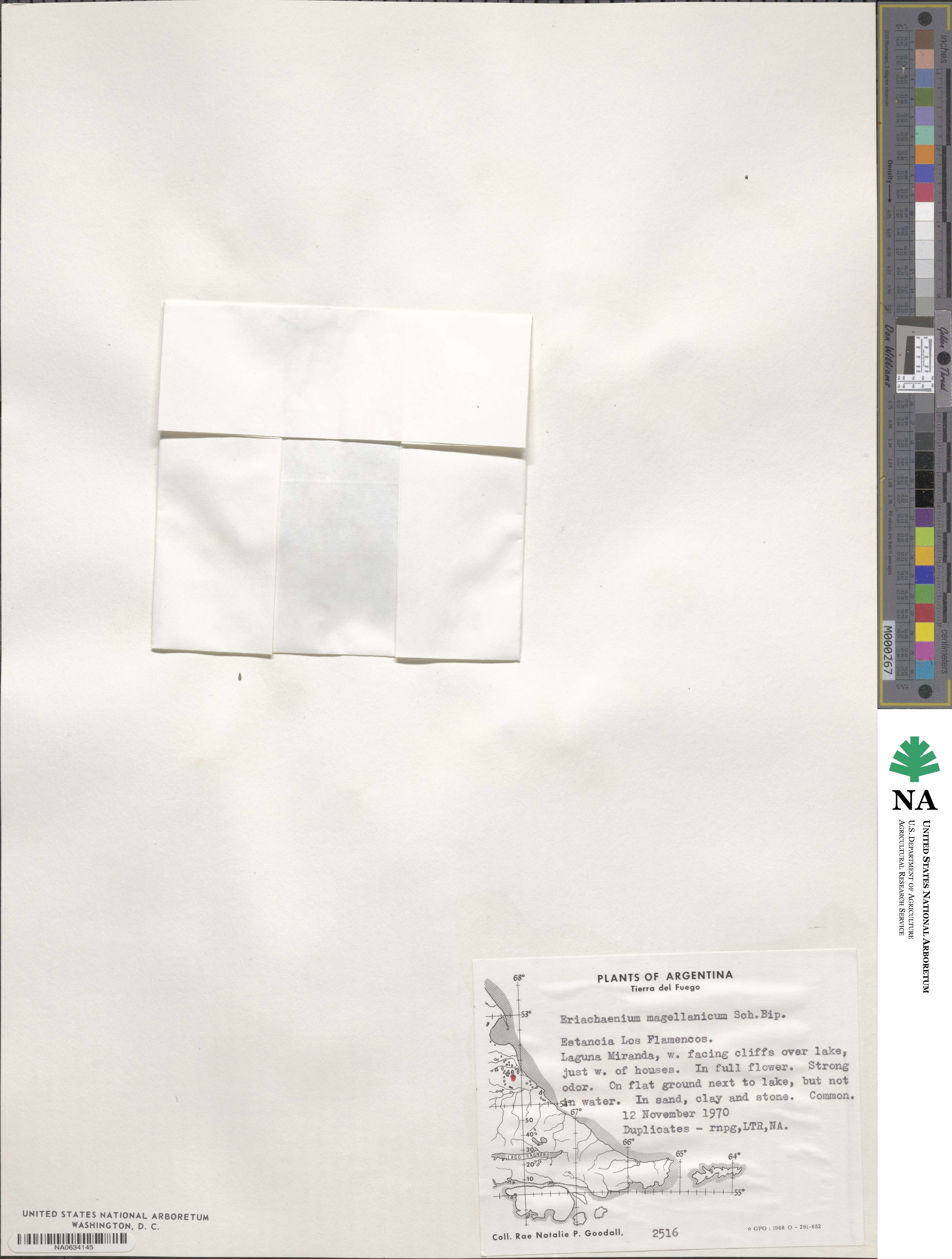 Eriachaenium magellanicum image