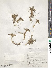 Eriachaenium magellanicum image