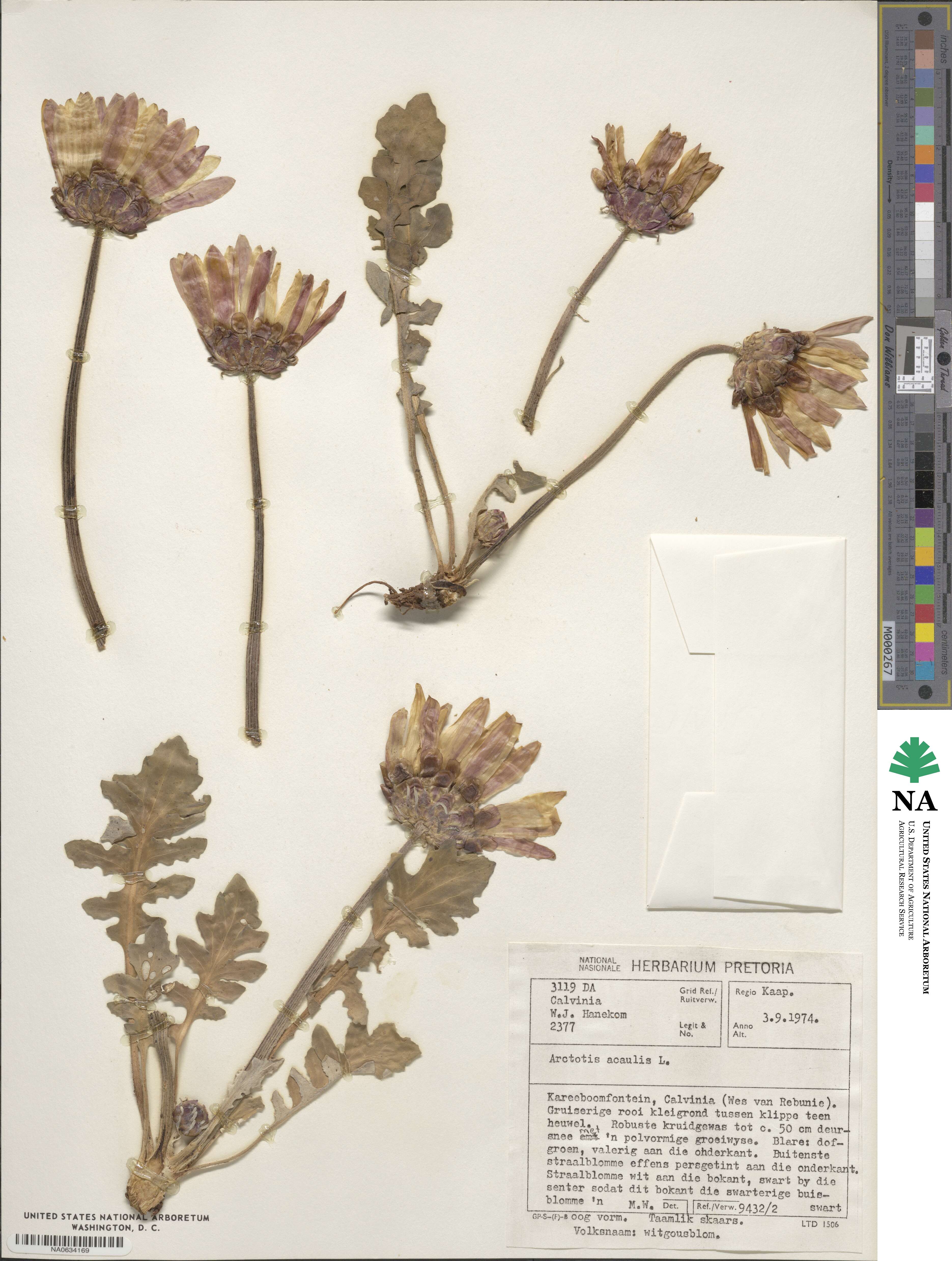 Arctotis acaulis image