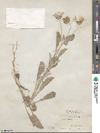 Arctotis stoechadifolia image