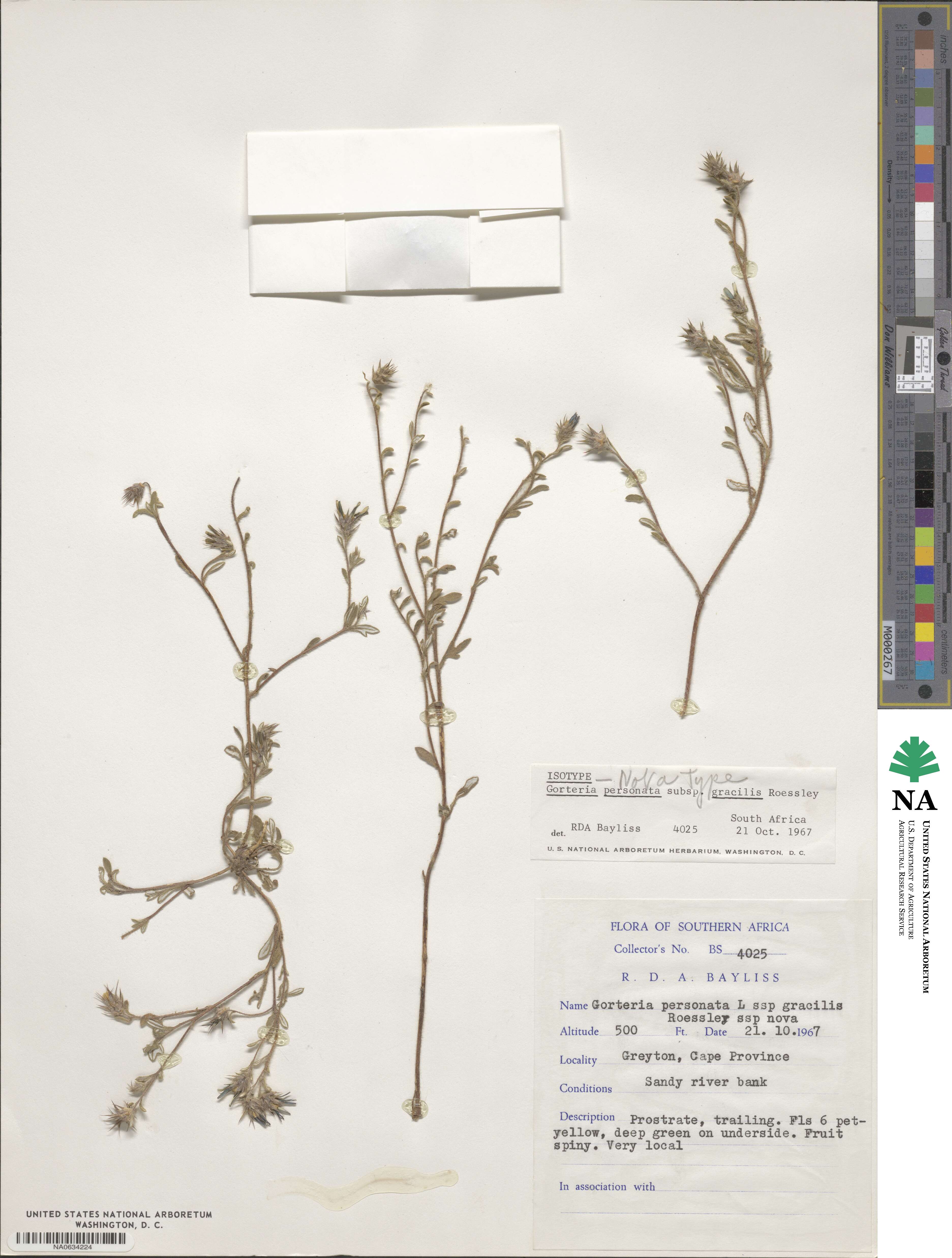 Gorteria personata subsp. gracilis image