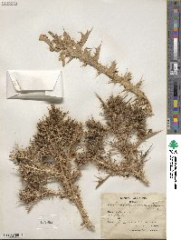 Cardopatium corymbosum image