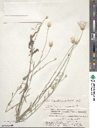 Xeranthemum annuum image