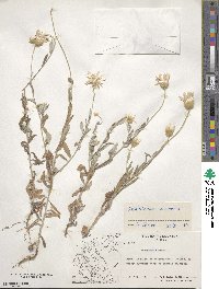 Xeranthemum annuum image