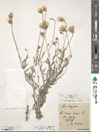 Xeranthemum annuum image