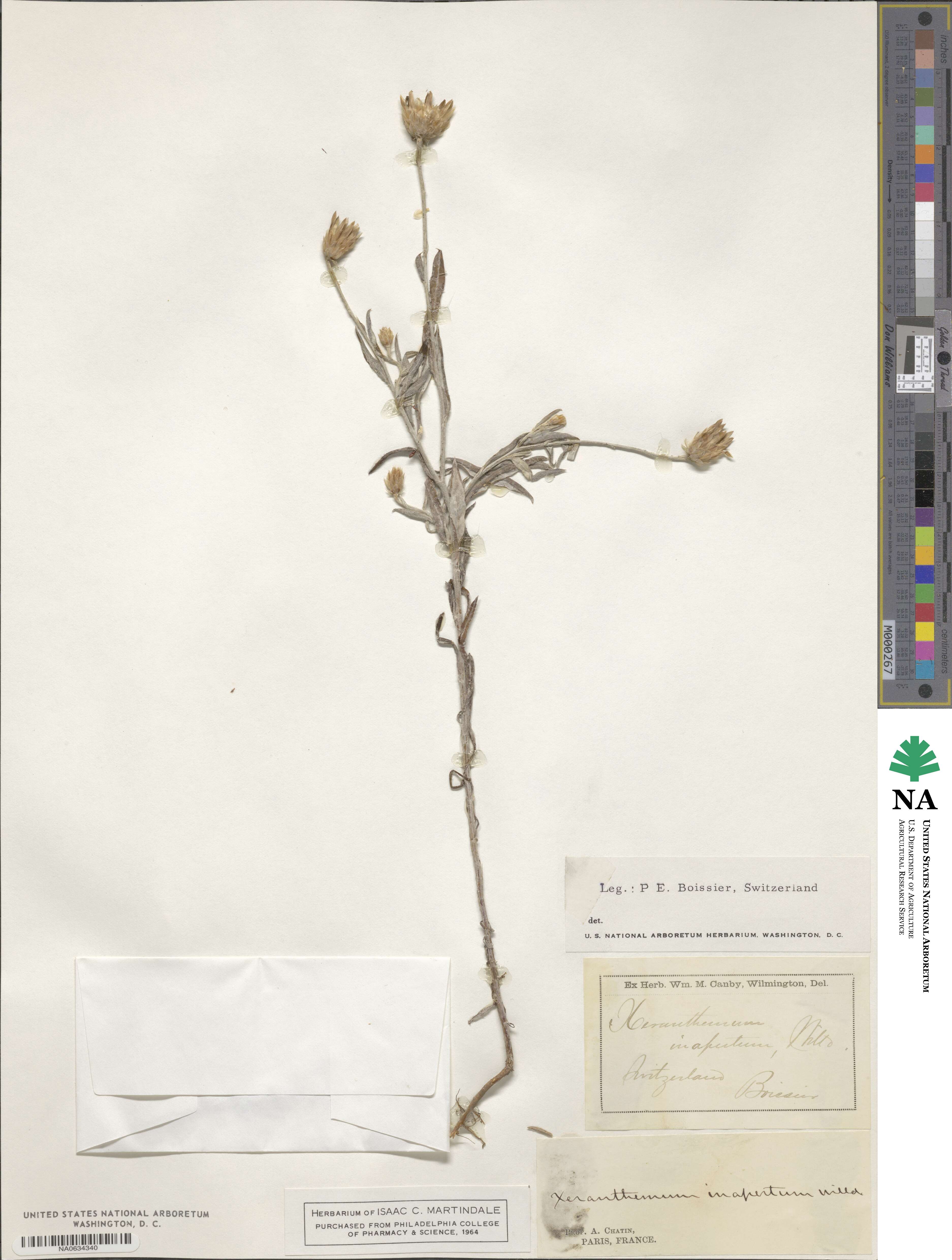Xeranthemum inapertum image
