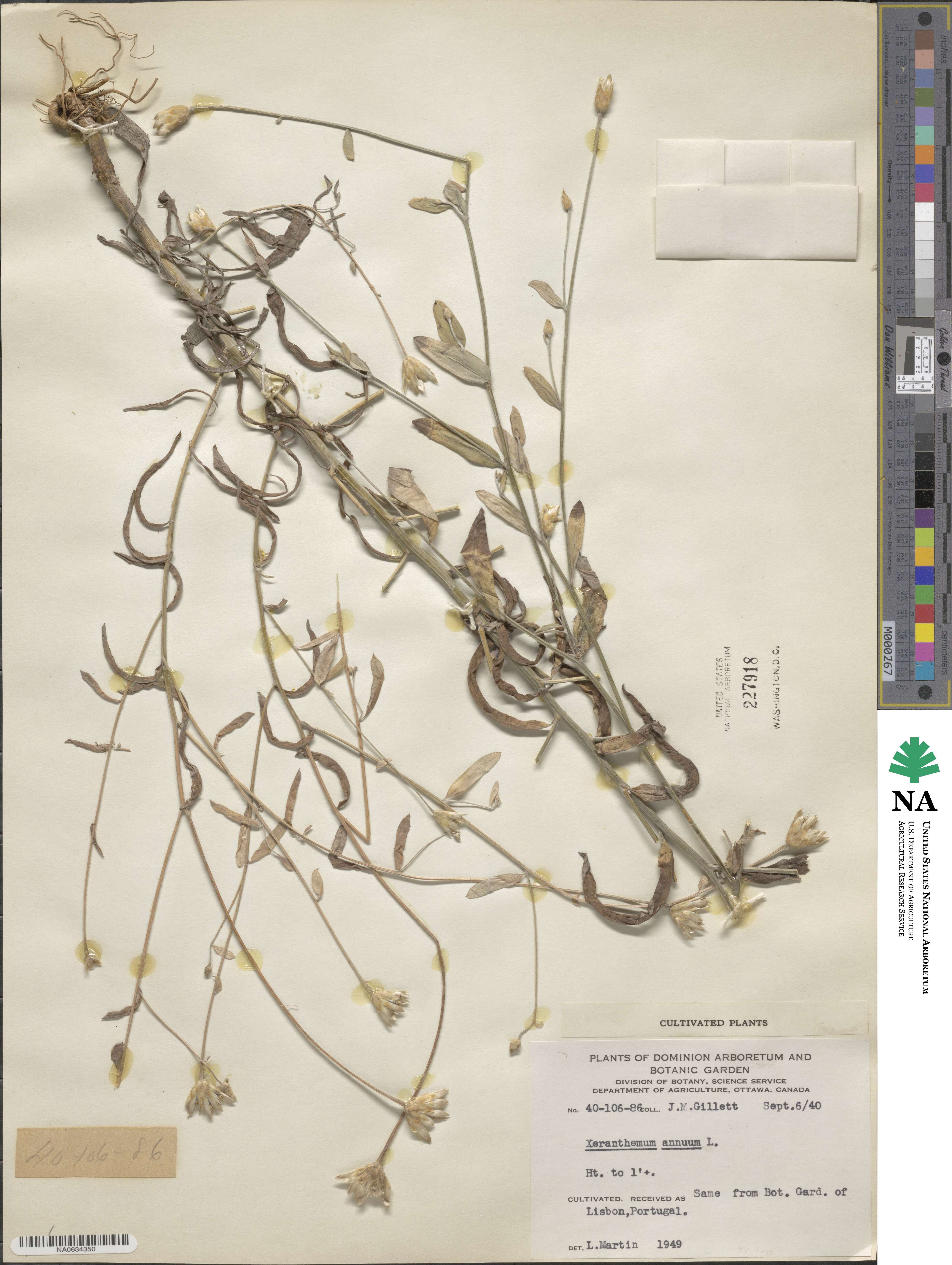 Xeranthemum annuum image