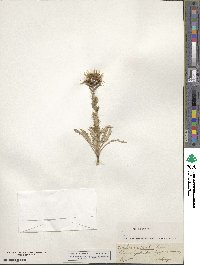 Carlina acaulis image