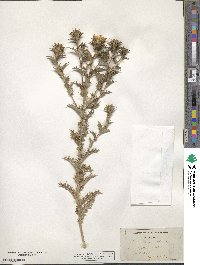 Carlina corymbosa image