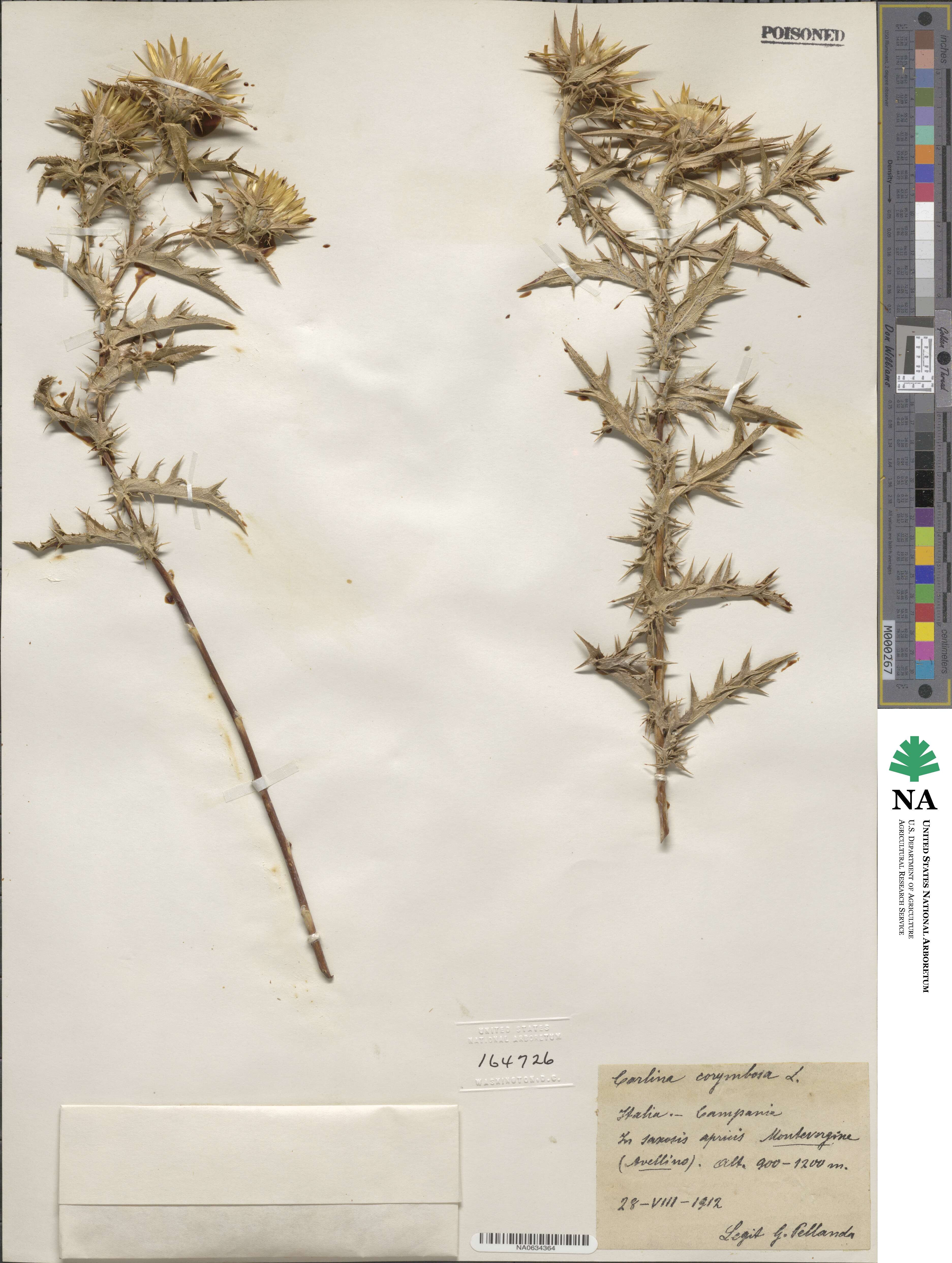 Carlina corymbosa image