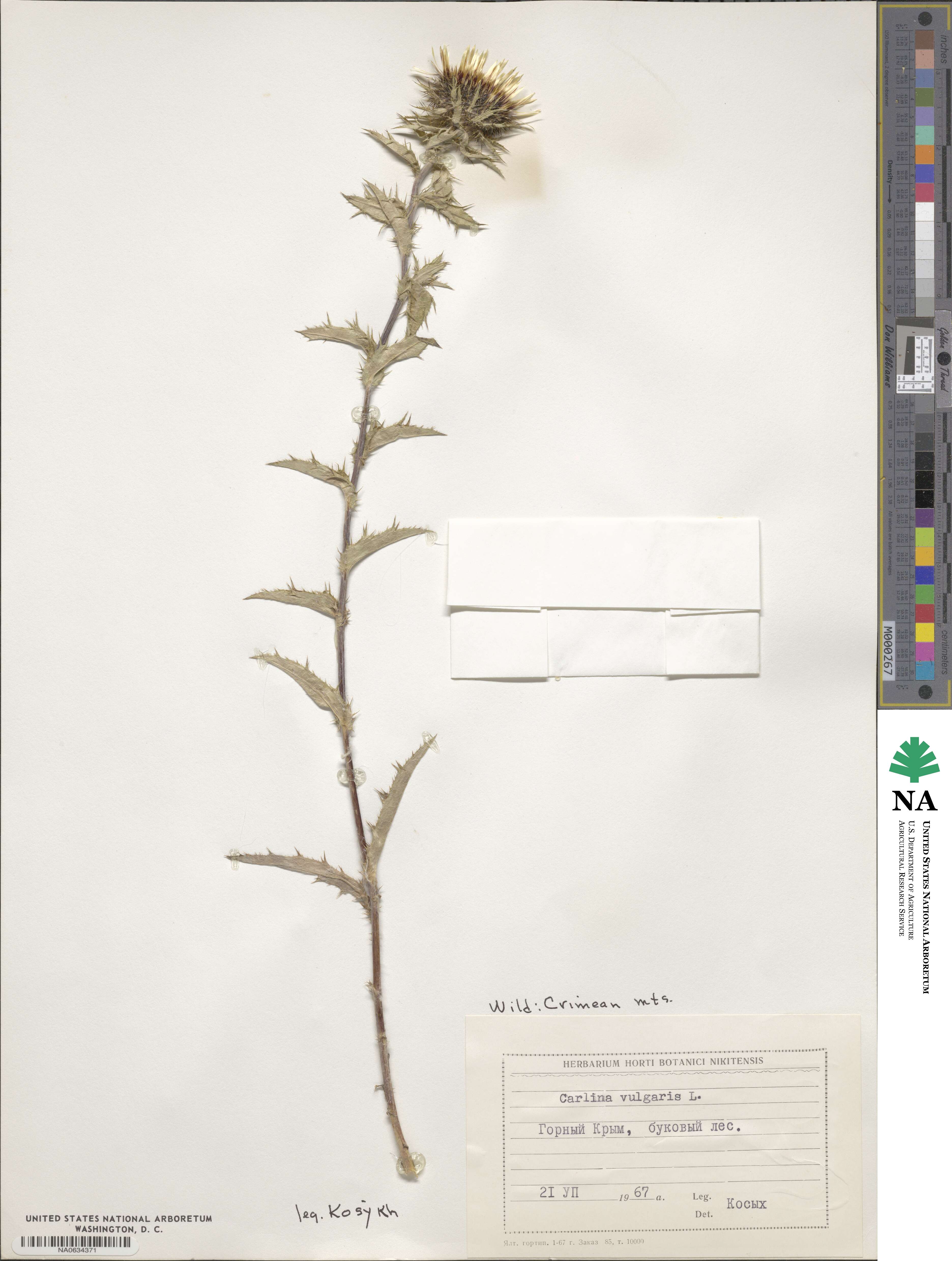 Carlina image