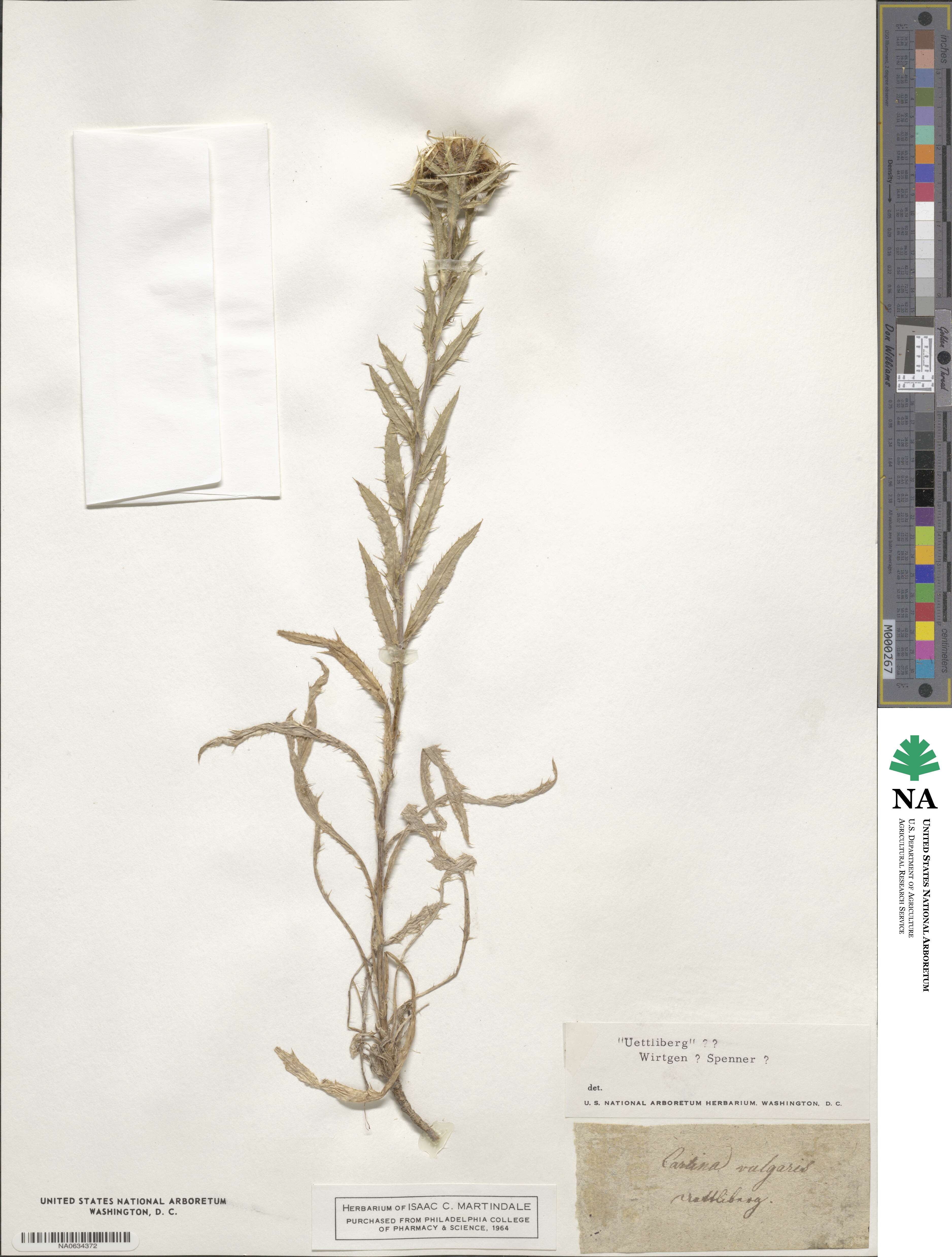 Carlina vulgaris image