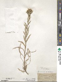 Carlina vulgaris image