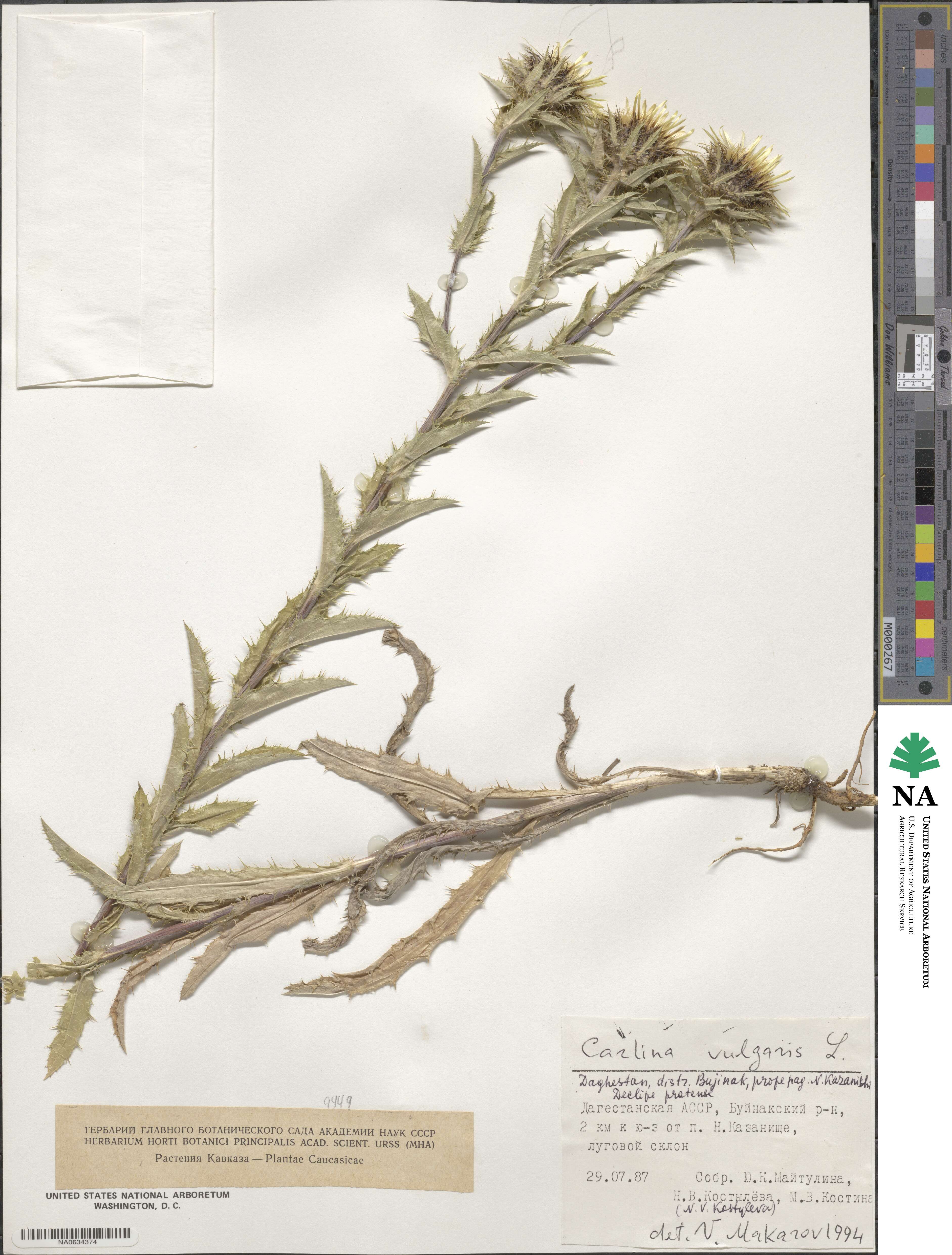 Carlina vulgaris image