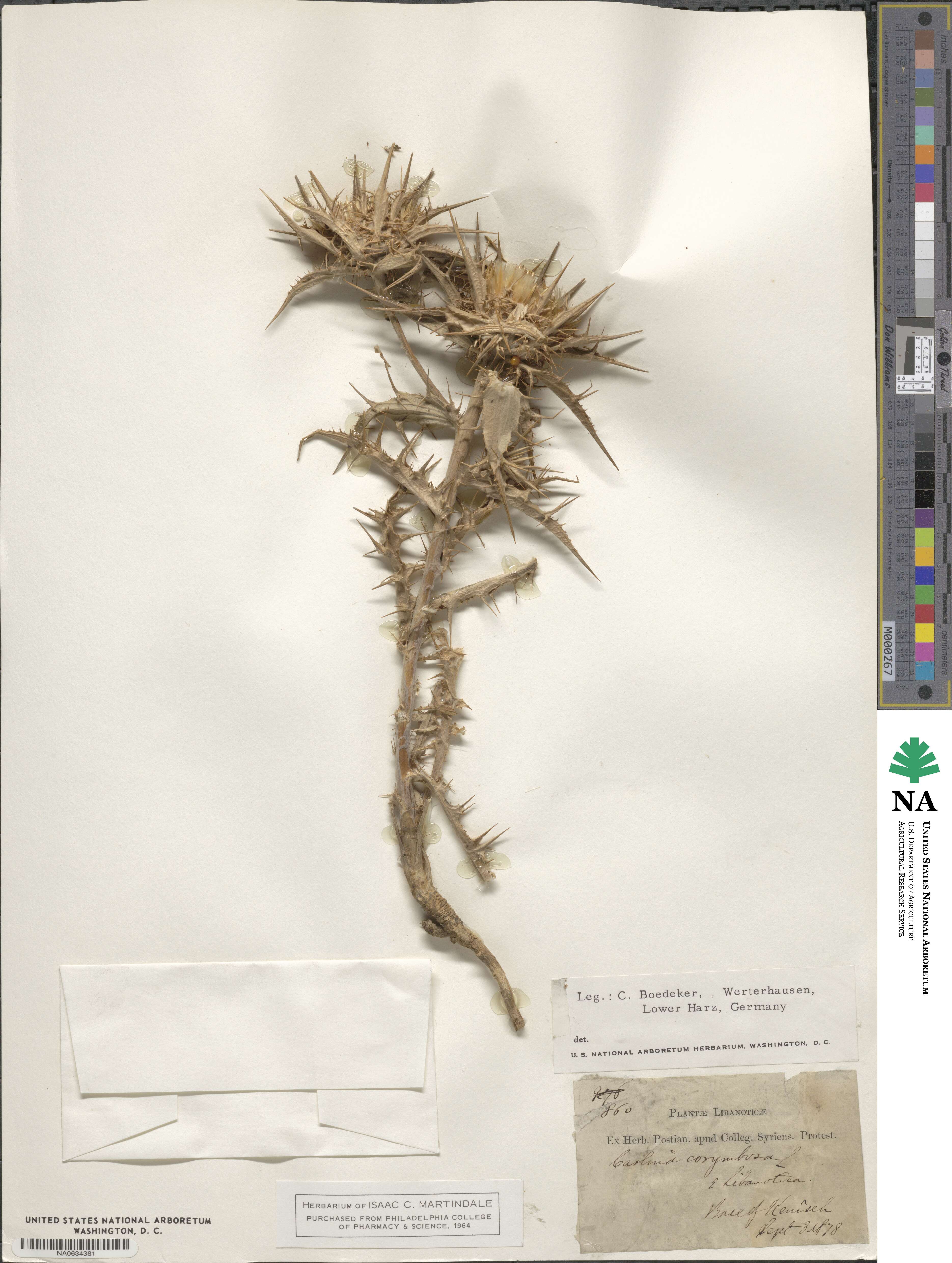 Carlina corymbosa image