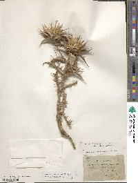 Carlina corymbosa image