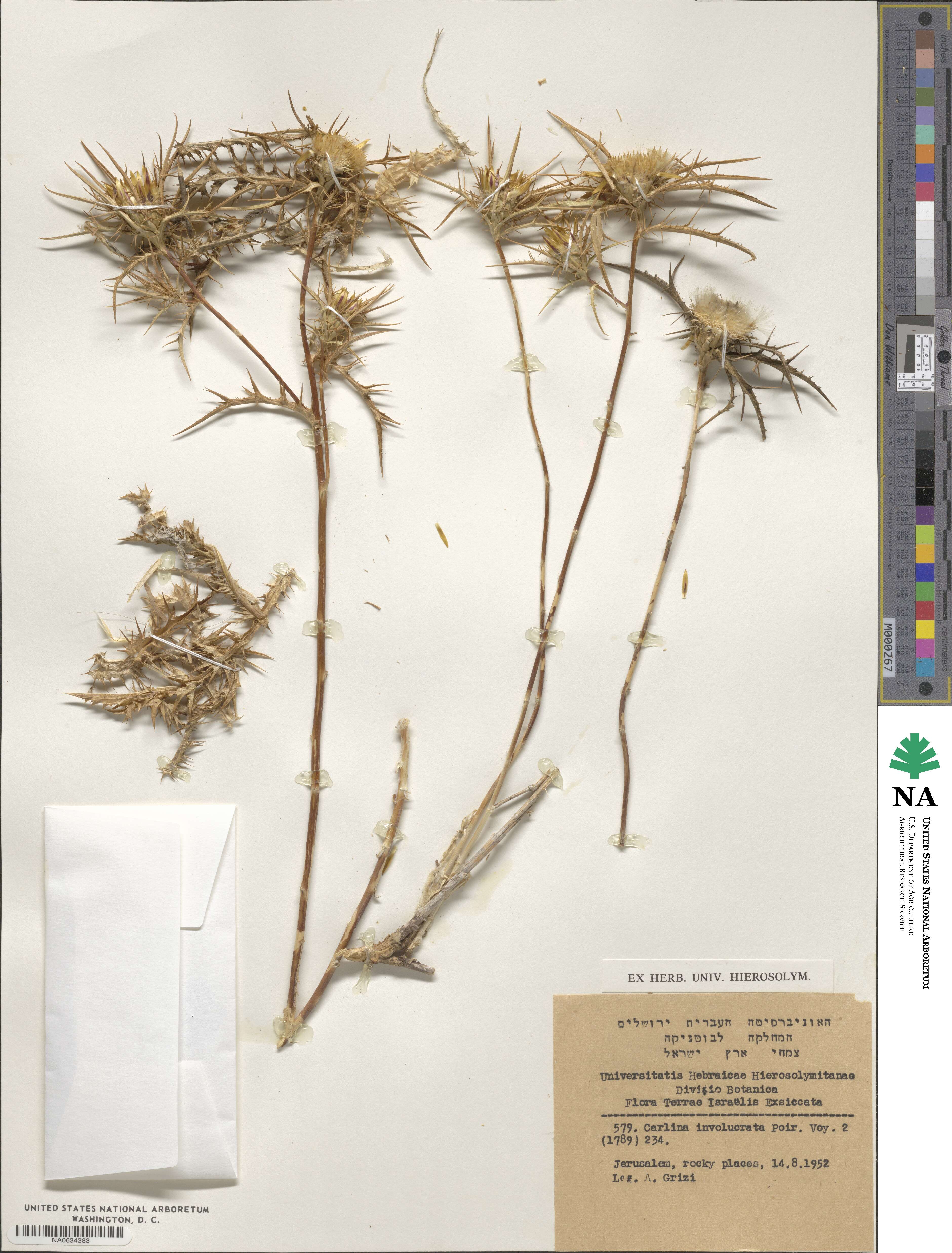 Carlina involucrata image