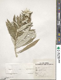 Image of Carlina salicifolia