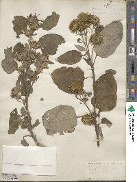 Arctium lappa image