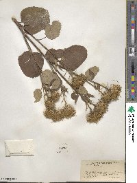 Arctium lappa image