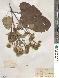 Arctium lappa image