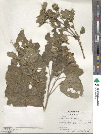 Arctium minus image