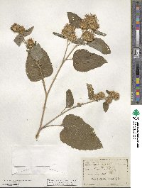 Arctium minus image