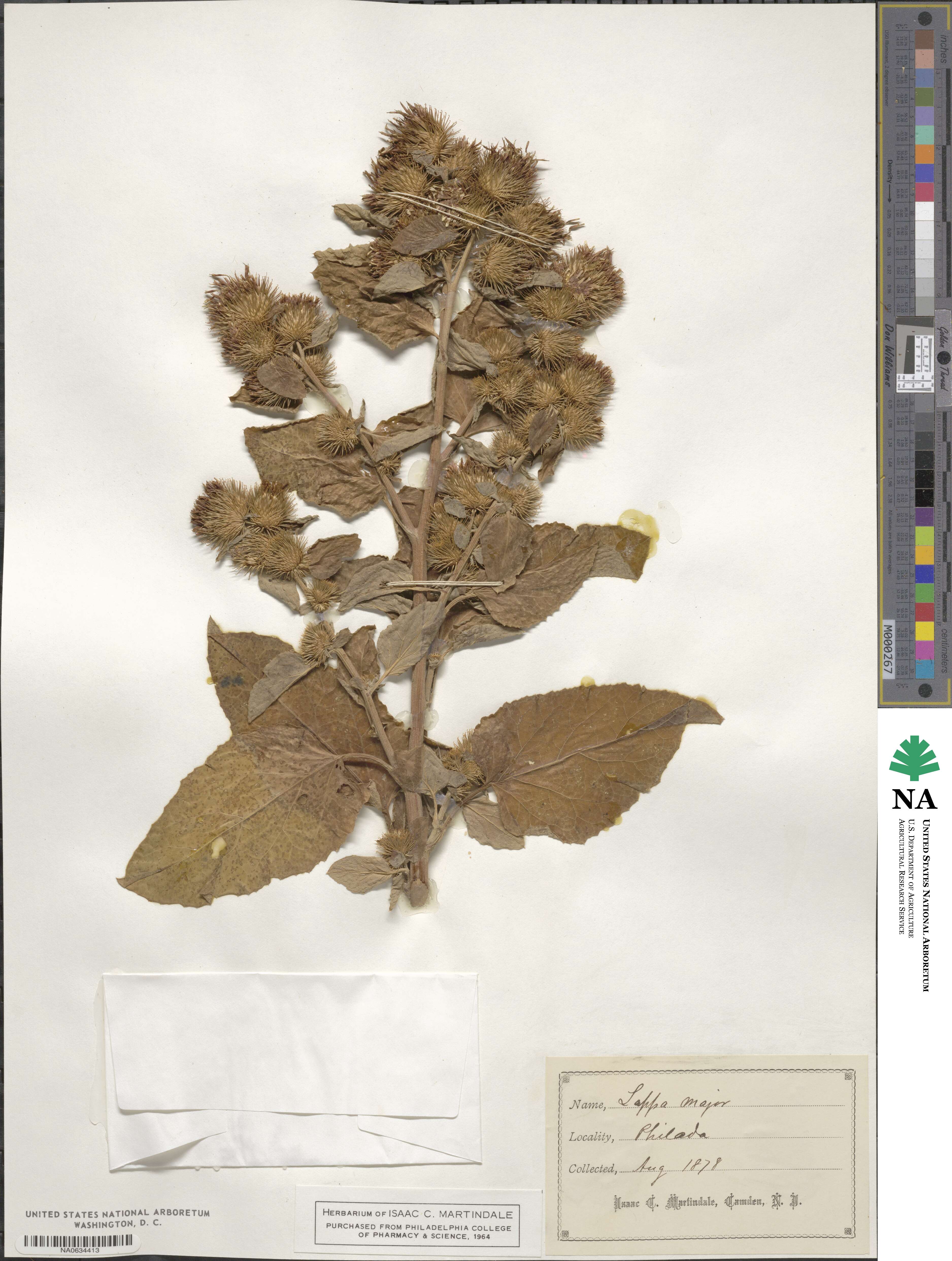 Arctium minus image